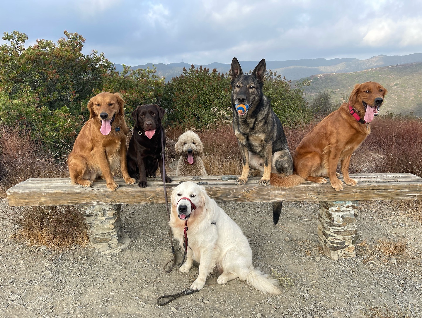 .
.
.
.
.
#dogwalkersofinstagram #doglover #dogwalkerslife #dogwalking #hikingla #packwalks #dogwalker #hiking #dogsofinstagram #lahiking #dogs #dogwalkerlife #dogwalkers #packwalk #dog