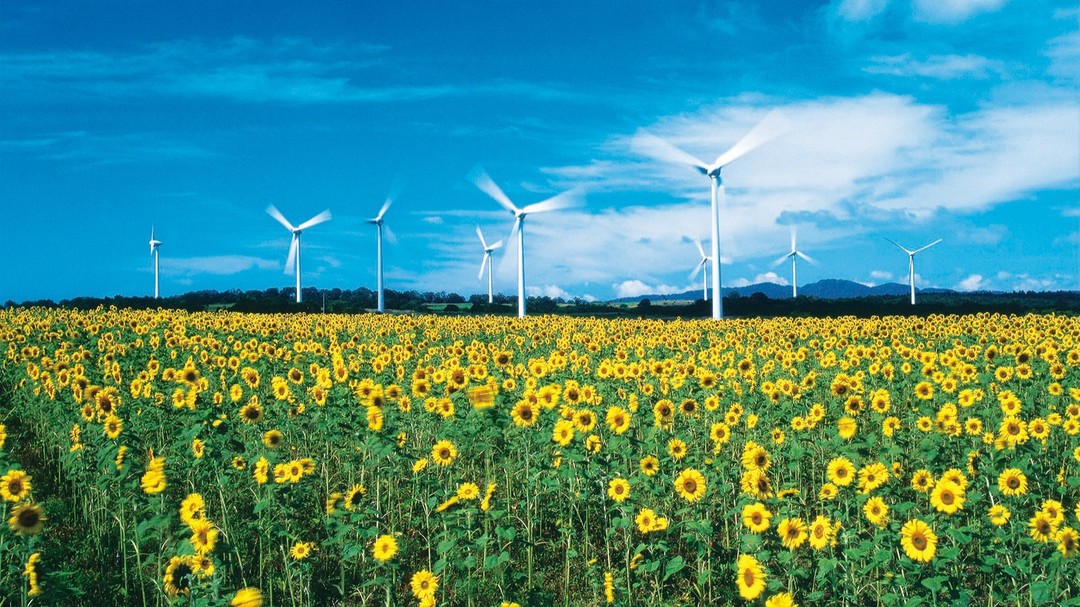 These windy highlands are located at the plateau summit of Mt. Aizu-Nunobiki. It’s location to the south of Lake Inawashiro provides ample breeze to power the 33 windmills that stand majestically atop the highland plateau. Nunobiki Kogen Wind Farm is one of Japan's largest wind farms. It's location at an altitude of about 1,000 meters, makes for a truly fantastic view of the surrounding scenery.
.
From early August to early September, visitors can enjoy amazing vistas of the beautiful himawari batake (sunflower fields). The sunflowers here are planted at 3 different intervals, meaning that visitors can enjoy seeing them throughout the summer months.
.
Sunflowers aren’t all that Koriyama Nunobiki Kaze-no-Kogen has to offer flower lovers: - from August to September - you can see cosmos blooming. Of course, visitors are always greeted with superb views of Lake Inawashiro and Mt. Bandai.
.
.
.
位於豬苗代湖的南方,標高約1000公尺的布引風之高原,擁有穩定的風量,為高原上 33 座巨大風車提供動力,是日本最大級的風力發電所。它的海拔約1000米,可以欣賞到周圍的優美景色。
.
從八月初到九月初,遊客可以欣賞美麗的向日葵田的壯麗景色。這裡的向日葵以 3 個不同的間隔種植,遊客可以在整個夏季欣賞它們。
.
郡山布引風高原為愛花人士提供的不僅僅是向日葵: - 從八月到九月 - 您可以看到大波斯菊盛開。當然,迎接遊客的總是豬苗代湖和磐梯山的絕美景色。
.
.
.
.
.
#japanguide #triptojapan #travelinjapan #visitjapanjp #visjtmyjapan #jntosg #visitjapanphillipplines #jntoid #visitjapanAU #japanrevealed #travelgraphy #travelgram #traveling #trending #japanese #instagram #mountainaizu. #Japansunflower #sunflowerfield #koriyama #nunobikikaze #japansummer #summerinjapan #sepinjapan
