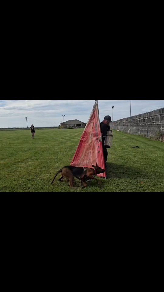 She miscalculated her speed but didn't miss a beat
-
No wonder she's the most accomplished Laizhou hong chinese red dog b¡Tch in the world
-
Nothing for sale, DM to inquire about the breed!
-
dutch shepherd sighthound #rarebreed #protectiondog #chinesereddog beauceron schutzhund protection dog psa german shepherd guard dog trainer preservation chinese red dog #dobie #