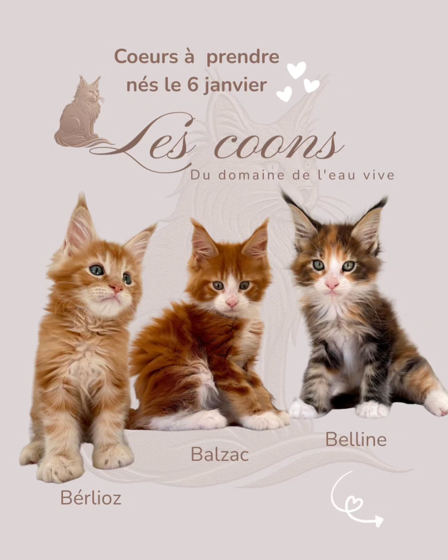 Nous sommes nés
le 6 janvier 2026
et sommes prêts à rejoindre notre nouvelle famille pour une vie remplie de câlins, de jeux et de douceur 🫶
Nous grandissons dans un environnement aimant, entourés d’attention et de soins.
✅️ Nous sommes tous :
vaccinés, vermifugés, pucés,
stérilisés / castrés et suivis régulièrement par le vétérinaire
Nous sommes sociables, joueurs et habitués à la vie de famille.
Nous recherchons des personnes prêtes à nous offrir un foyer chaleureux et beaucoup d’amour.
Tu trouveras pleins d'informations sur mon site www.lescoons.ch ou tu peux me contacter directement 😊
Avec passion 🤍
Carine Zimmermann
Éleveuse de Maine Coons
Affiliée au Cat Club Romand
Domaine de l’eau vive
1724 Bonnefontaine
+41 79 281 93 88
www.lescoons.ch
#mainecoons #chat #kitten #chatons #chatheureux