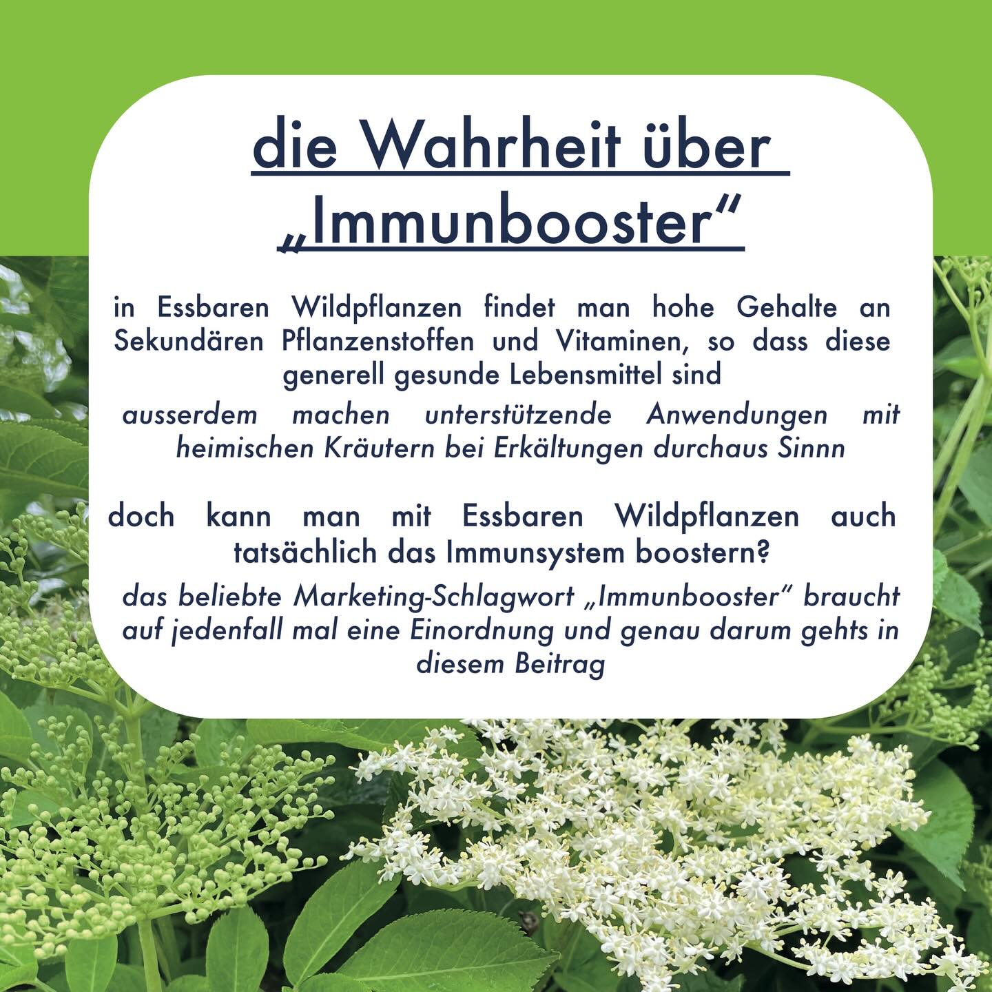 DIE WAHRHEIT ÜBER „IMMUNBOOSTER“
Erst der Begriff „Natürliche Antibiotika“, dann „Entgiftung“ und zum Abschluss dieser Serie zur kritischen Einordnung von in der Szene kursierenden Begriffen, kommt nun auch noch das Thema „Immunbooster“ auf den Tisch.
Die Einnahme von Heilpflanzen bzw. Kräutertees macht bei Erkältungen absolut Sinn, einerseits zur ausreichenden Wasserzufuhr, andererseits kann die Wärme das subjektive Empfinden verbessern. Weiter können Schleimstoffdrogen wie Lindenblüten im Hals gereizte Schleimhäute beruhigen und schleimlösende Pflanzen wie Thymian können zu einem erleichterten Abhusten des Auswurf-Schleims führen. Das alles sind jedoch sanft unterstützende, bzw. meist auch nur symptomatische Behandlungen.
Richtig viel Aufmerksamkeit (und dadurch vermutlich auch Clicks und Likes) machen jedoch erst Heilsversprechen, wonach die Pflanzen das Immunsystem so richtig „boostern“ und Krankheitserreger systemisch im Körper direkt eliminieren > Das ist in der Regel Quatsch und fusst nicht auf Evidenz. Auf die weit verbreitesten Argumentationsmuster bei diesem Thema gehe ich in den Slides genauer ein.
🍋 Vitamin C ist wichtig fürs Immunsystem und man sollte genug davon aufnehmen für eine optimale Funktionalität, doch überschüssiges Vitamin-C boostert das Immunsystem nicht, sondern wird einfach über den Urin aus dem Körper geschwemmt
💊 über Pflanzliche Antibiotika habe ich erst gerade einen Artikel verfasst und generell kann gesagt werden: Was im Labor an Zellkulturen mit hohen Dosen klappt heisst noch gar nichts für eine systemische Wirkung im lebenden Körper
💦 bei den als schweisstreibend zugeschriebenen Pflanzen gibt es keine Substanzen, die die Schweissdrüsen aktivieren würden, bzw. hier wirkt v.a. die Wärme des Tees, doch leider können Erkältungen mit ihren Erregern nicht herausgeschwitzt werden
Deutlich interessanter ist der Purpur-Sonnenhut🌸, wo klinische Studien mit Presssäften bei der Behandlung von Erkältungen (bei Einnahme ab den ersten Symptomen) tatsächlich Effekte zeigen. Auch bei der prophylaktischen Einnahme sieht man in klinischen Studien Unterschiede zu Placebo, doch die sind klein und leider auch nicht statistisch signifikant.