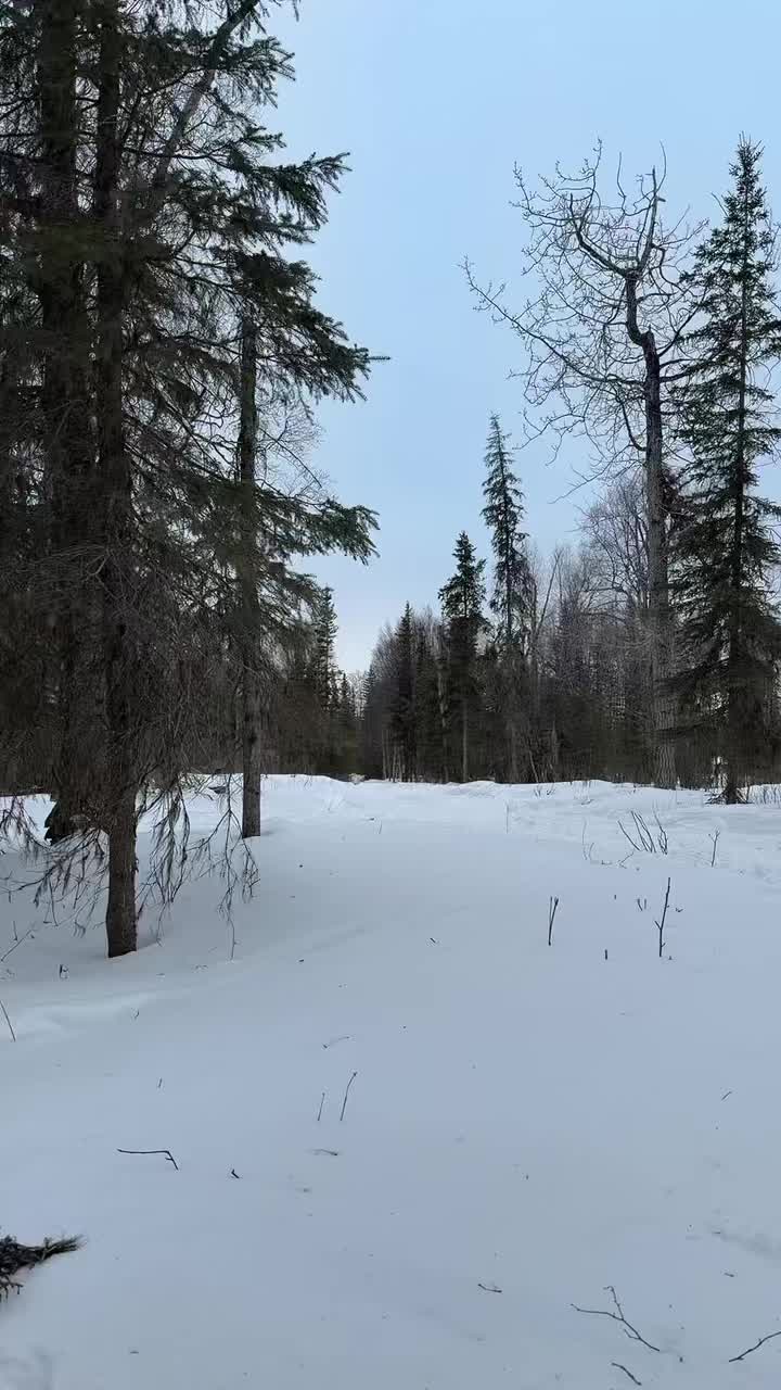 Snack time
#forage #reindeer #snack #alaska