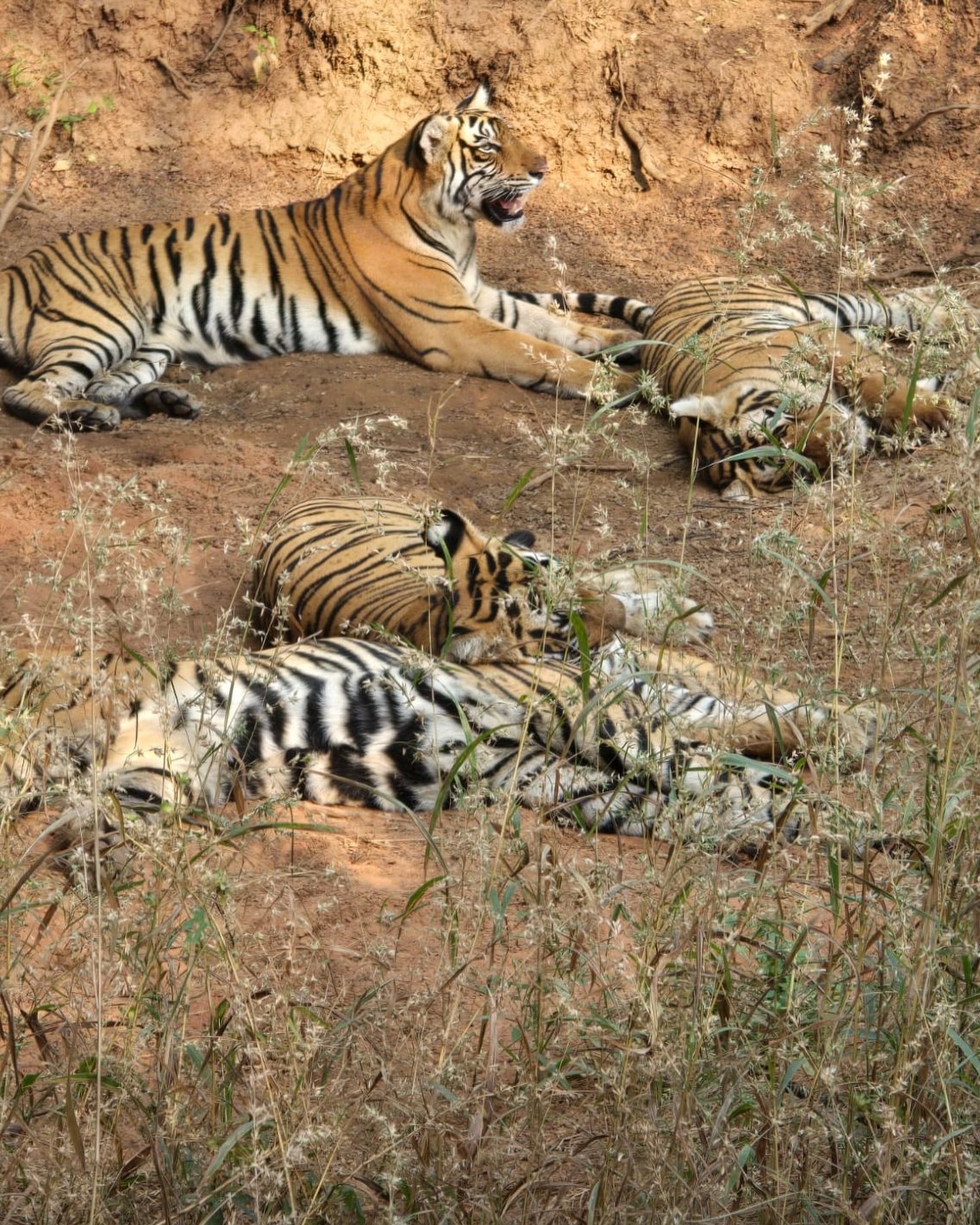 Some recent tiger sightings with ORANGE TIGER SAFARI
For more inquiries and bookings :
+91 99505 21870
tigermachan@ymail.com
https://www.ranthamboretigermachan.com
#explorepage #getaway #tigermachan #reelitfeelit #ranthamborediaries #rajasthantourism #ranthambore #tentstay #india #reelsindia #staycation #landoftigers #travel #tigersafari #travelgoals #exploreindia #incredibleindia #ranthamborenationalpark #sawaimadhopur #explore #rajasthan #reels #safari #resortinranthambore #luxurytravel #fyp #MachanSafaris #Orangetigersafaris #farmtotable
{TigerMachanResort , Ranthambore,
RanthamboreNationalPark,TigerSafari,LuxuryTentStay,SafariAdventure,WildlifePhotography,TravelRanthambore,ExploreRanthambore,SafariExperience,RanthamboreWildlife,TravelIndia,JungleResort,TigerWatching,EcoTourism,NatureLovers,TentResort,WildlifeConservation,IndianSafari,RanthamboreTrip,SafariLodge,AdventureTravel,WildernessEscape,TravelDiary,NatureGetaway,LuxurySafari,JungleRetreat,RanthamboreAdventure,TravelInspiration,SafariJourney}
