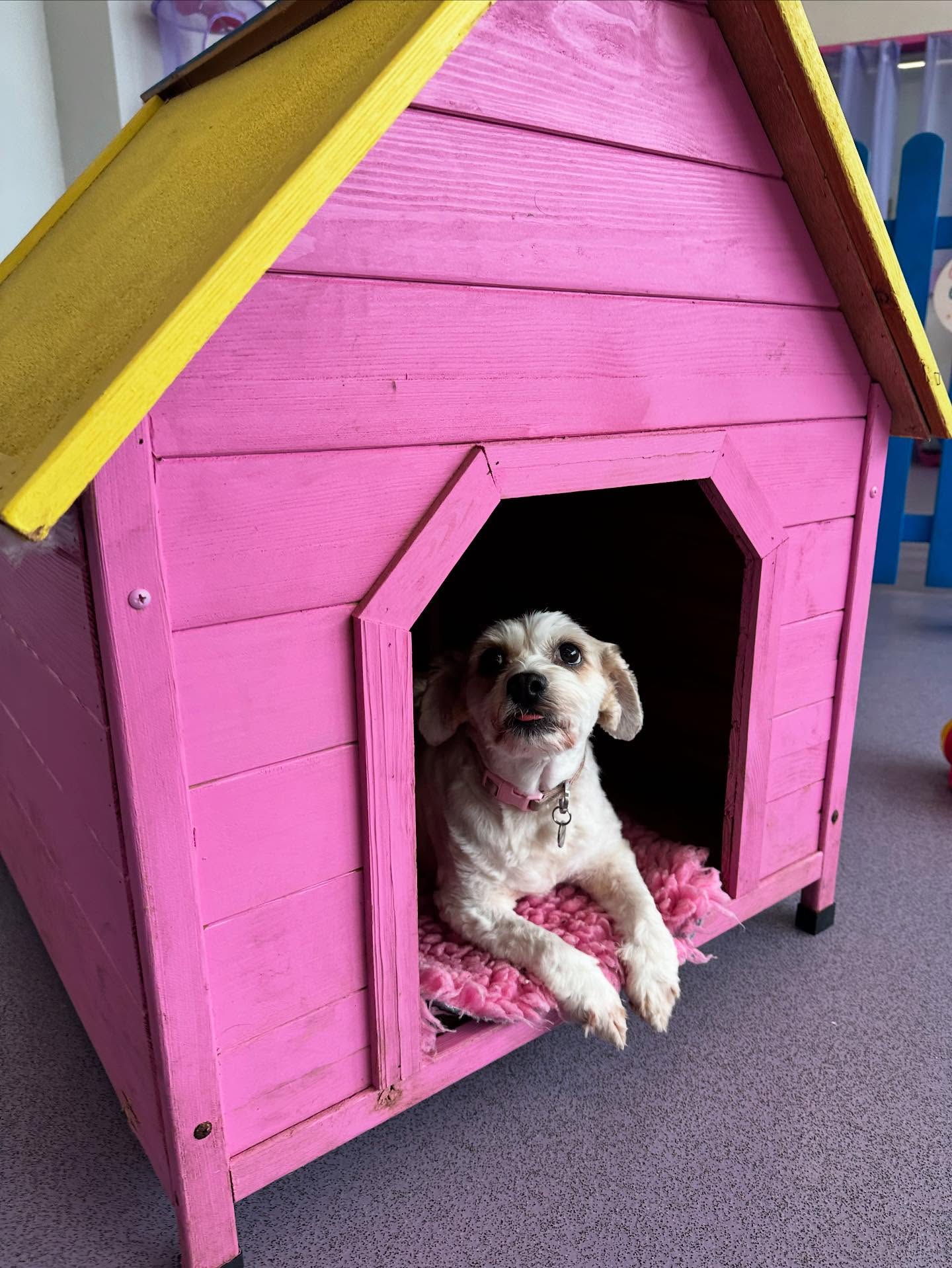 Tilly loves this house 🩷 look at her cute little ‘polite’ paws 🥰 @s.boyle3922