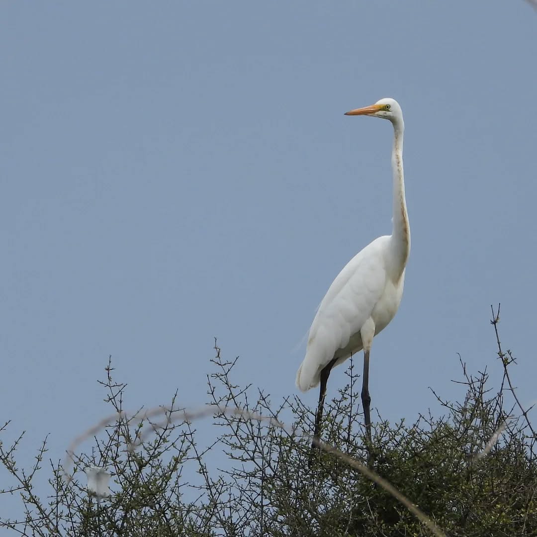 Our beautiful Kotuku, on the lookout for the next good foodie spot.
#karameakotuku #newzealandkotuku #egrettaalba