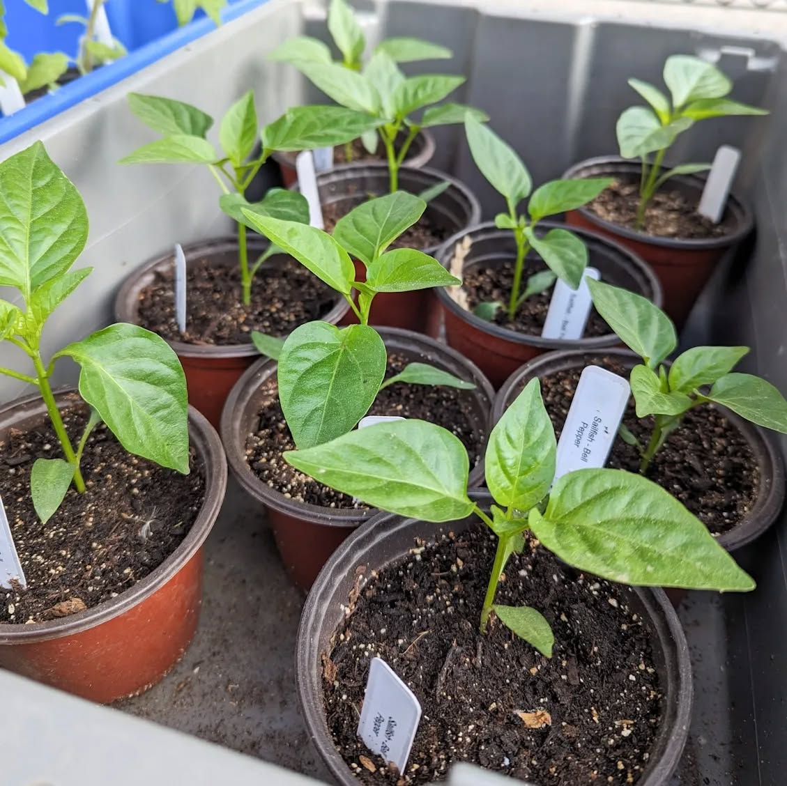 I OVER PLANTED my plant startsĀ and am opening up a plant sale at the farm š
You'll find tomatoes, peppers, tobacco, hops, cabbage, broccoli, herbs, and more.
š±Ā WHEN
May 24: 3 - 6 PM
May 25 & 26: 9 AM - 5 PM (or until sold out)
š±Ā WHERE
25415 N Ramsey Rd, Athol, ID 83801
Ā
Bring your friends and letās plant bountiful gardens! See you soon!
#rathdrumidaho #haydenid #postfallsidaho #plantsale