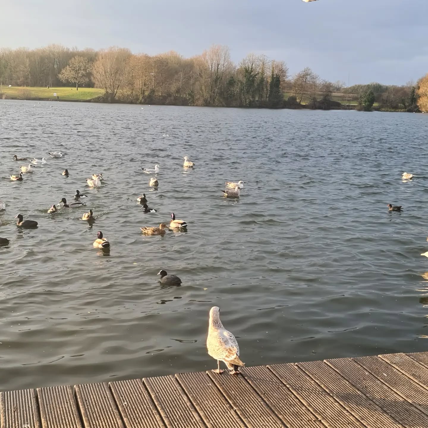 A nice golden hour walk with the family