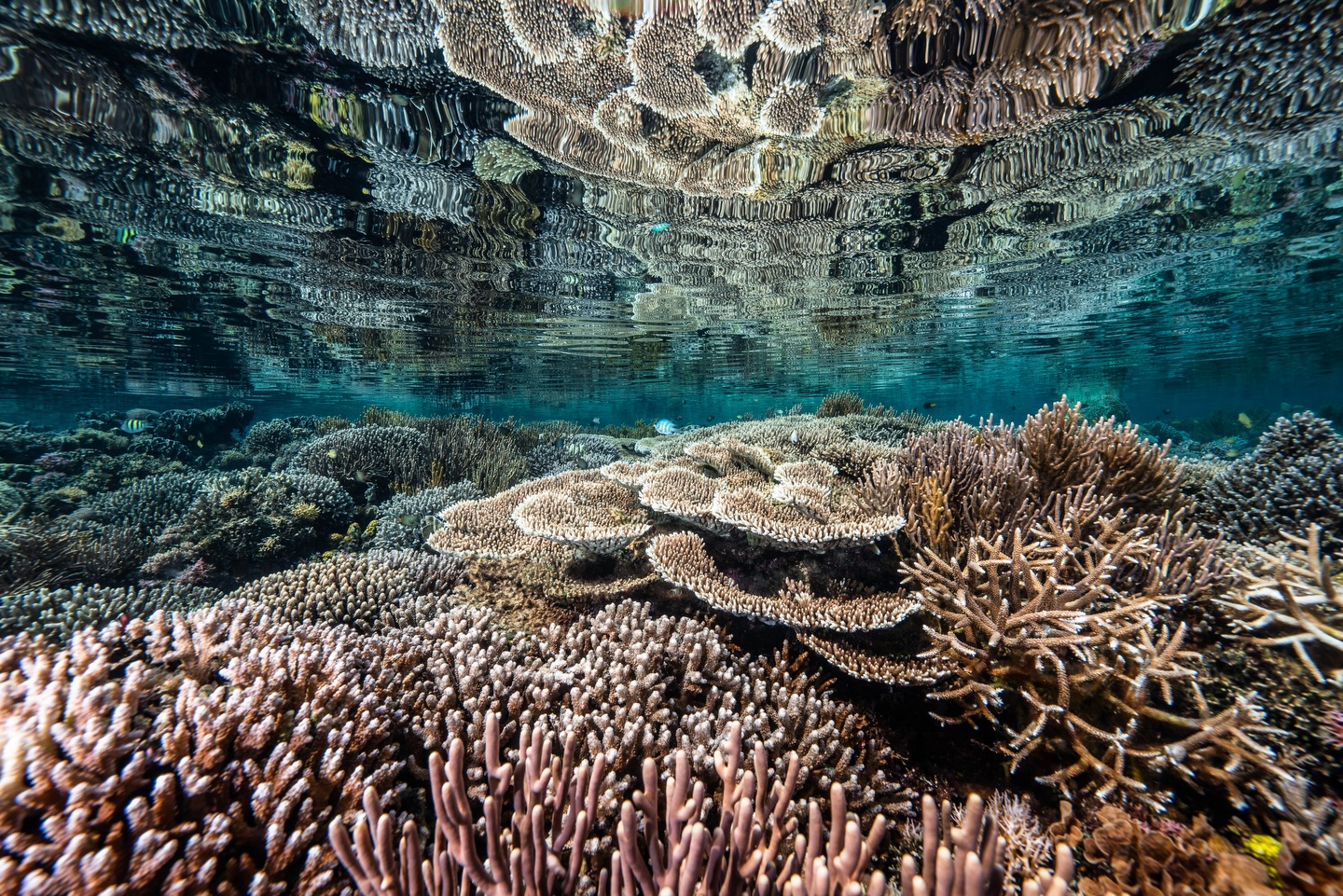 This series of shots has to be some of my favourites I’ve ever captured of coral reefs.
It’s becoming harder and harder to find healthy shallow reefs. So often they’re impacted by broken coral, bleaching, or development.
This day the tide was going out, and there wasn’t a breath of wind, making near-perfect conditions to capture this beautiful reef.
#coral #coralreef #nature #diving
