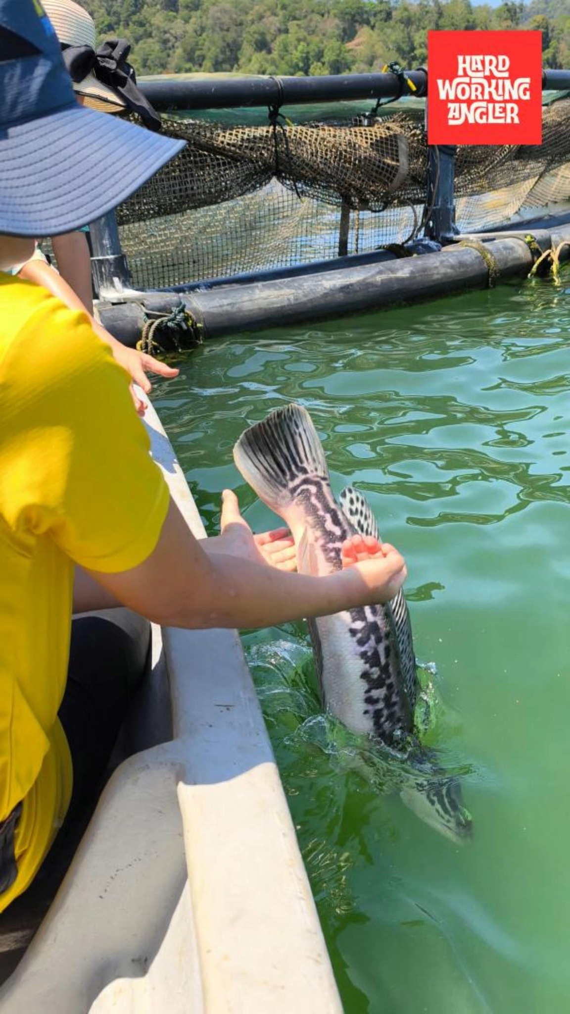 caught & safely released. Start them from young. Contact us for enquiries on our freshwater fishing trip in Malaysia. #peacockbassfishingguidemalaysia #hardworkingangler #fishing #toman #visitmalaysia