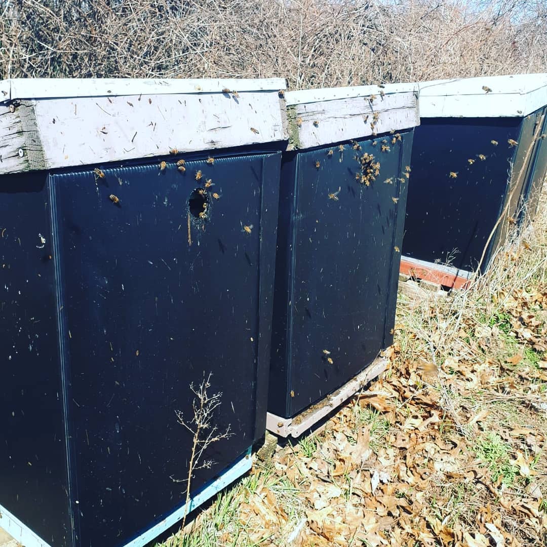On this beauty day nature is all a buzzin'! We are out feeding our bees #pollenpatties and the bees are also out #collectingpollen from surrounding trees. The haze of red, orange or yellow one can see when looking at distant trees is #blooms from different types of trees!
#sunnydays #localbeekeeper #springishere #local #localhoney #supportlocal #eathoney #honey