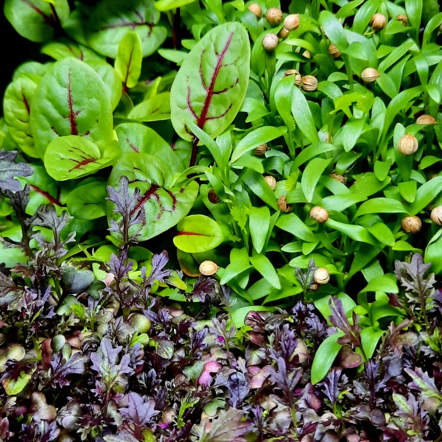 Your best choice in microgreens 🌱
Dirt Free Microgreens 🌱
Athens Gourmet Leaves 🇬🇷 Greek Microgreens 🇬🇷 Packed and delivered as fresh as it gets all over Greece🌱
Eat your greens 🌱
#supportlocal
#athensgourmetleaves #microgreensgreece #microgreens #gourmetcooking mediterraneancuisine greekrestaurants athensrestaurants greekchefs dirtfreemicrogreens gourmetcooking gourmet eatyourgreens microgreen artdelatable🍽 urbanfarming greekmicrogreens
verticalfarming madeingreece producedingreece chefstalk gastrobar culinaryarts culinary garnish chefsofinstagram cheflife happychef artonplate artonaplate7
Photo credit: Yiannis Giassemis