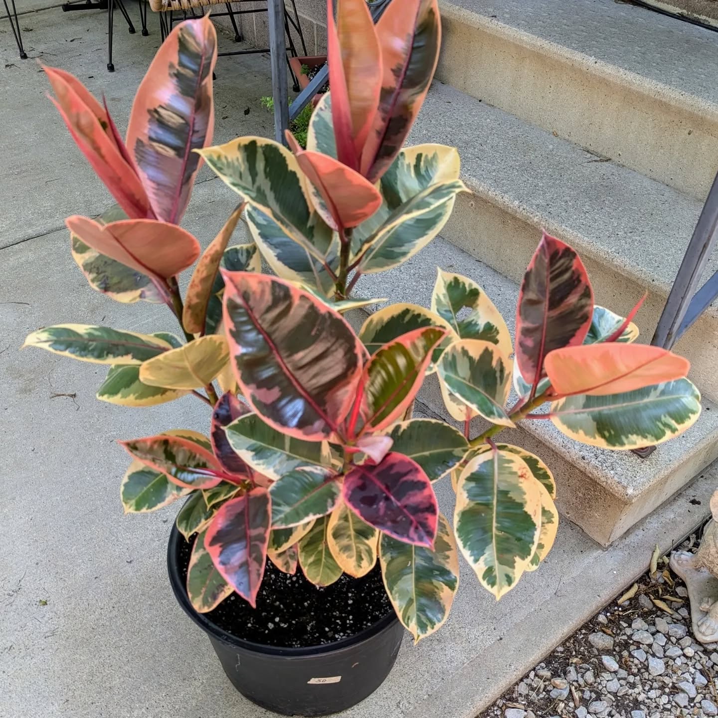 Some of our beautiful plants that are currently waiting for new homes! 🤠🤘🏻🪴
Variegated rubber tree (the ONLY one available)
Snake plants
Burl Marx plants
Spider plants
Handful of different cacti
Purple clover (only one available)
Euphorbia orions
Shop on the website or message me to arrange a time to shop in person!
#druidgreenhouse #clevelandgardens #gardenersofcleveland #urbangardening #thisiscle #cleveland #lakewoodohio