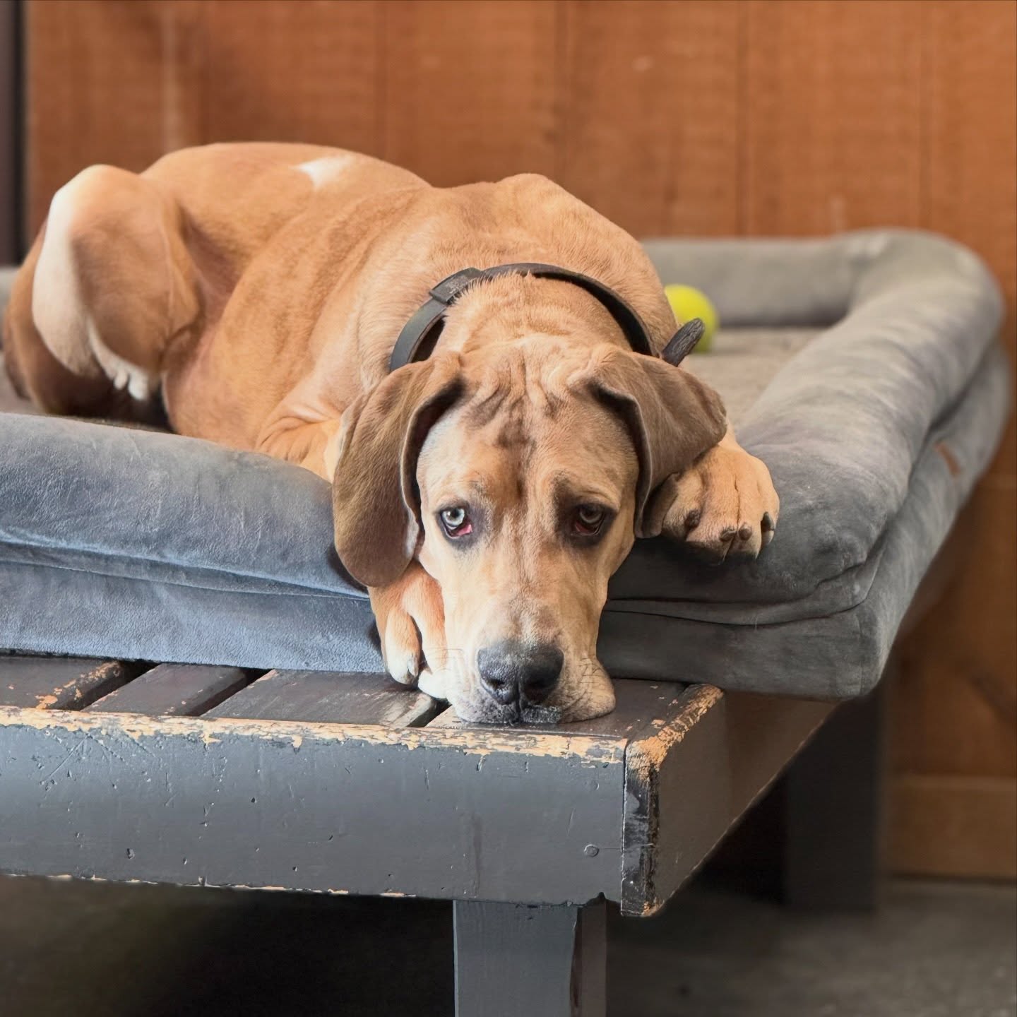 Seb has been giving us very dramatic poses lately. 🙄
#greatdanepuppy #shopdog #skishop #bikeshop