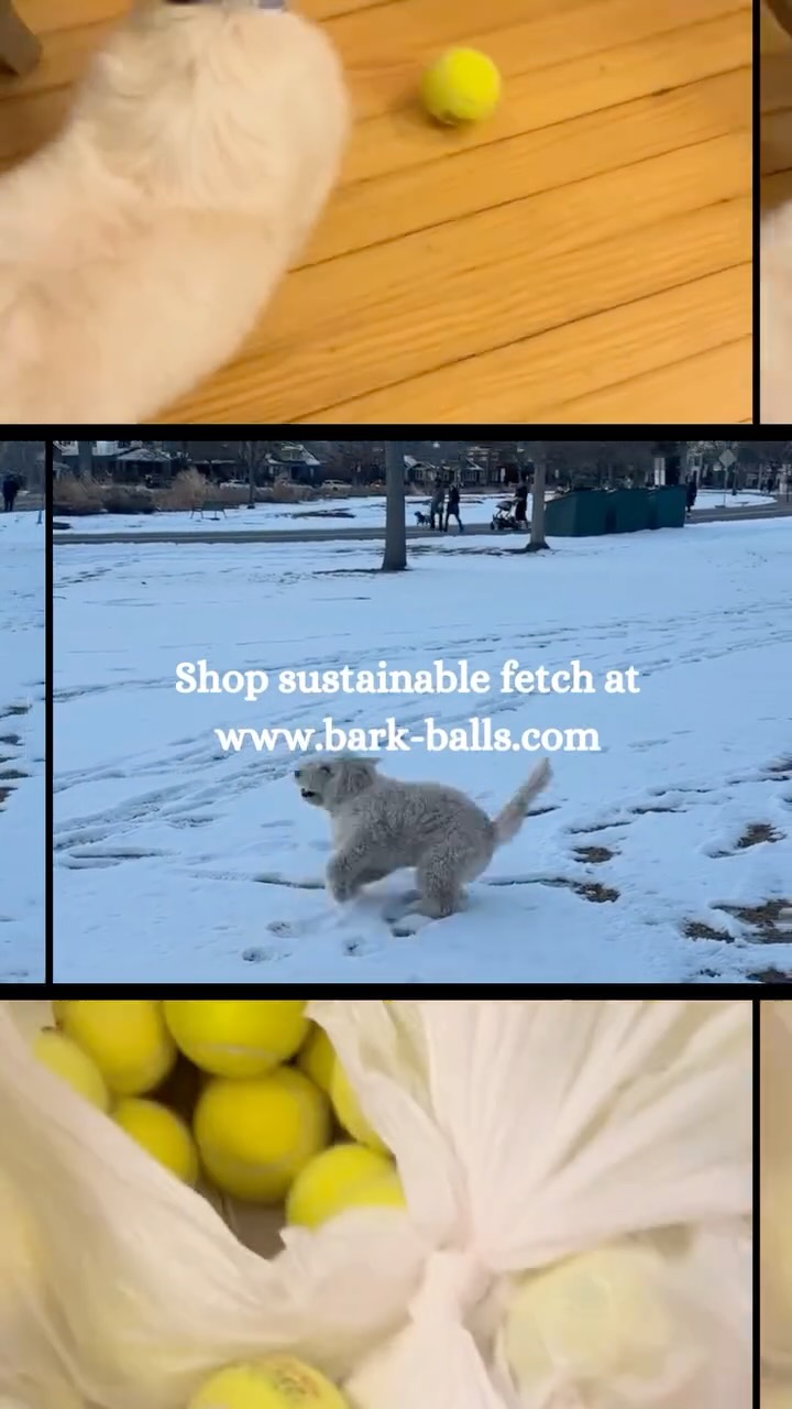 🎾 One ball. Endless adventures. 🐶💚
From backyard sprints to living room fetch battles — Bark Balls are built for the pups who never stop playing.
Second life tennis balls.
First-class fun.
Because every throw saves a ball from the landfill ♻️
👉 Grab your own Bark Ball today: www.bark-balls.com
#BarkBalls #FetchTheFuture #EcoFriendlyDogToys #RecycledTennisBalls #DogMomLife #DogDadLife #SustainablePets
