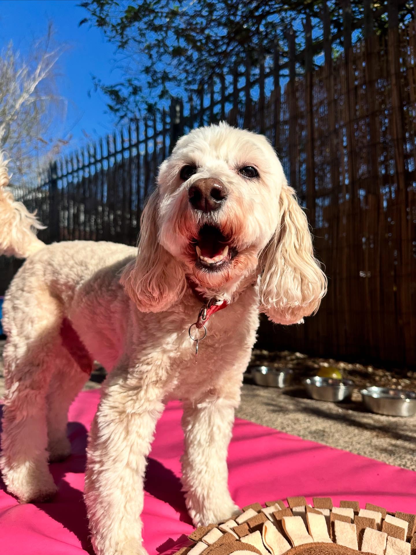 @janerattigan ☀️ we are summer ready 🫶#doggydaycare