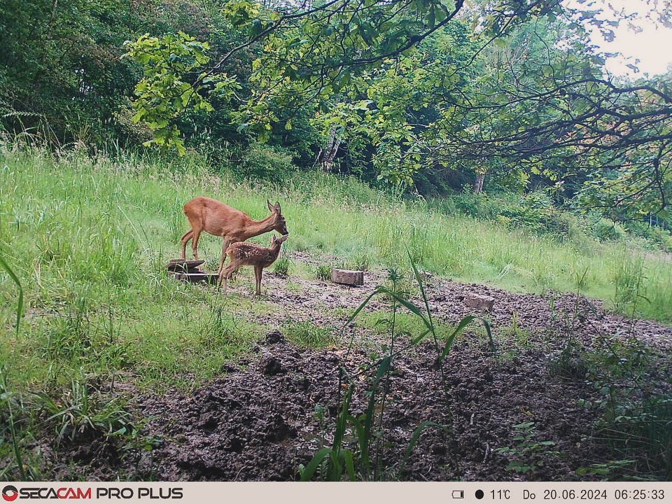 Neben tagaktiven Wild sind Ricken mit mehreren Kitzen ist immer ein Zeichen bzw. ein Indikator für ein ordentlichen Lebensraum. Daher immer wieder schön zu beobachten…✌️🍀
#wildschwein #rotwild #rotwildjagd #jäger #jägerleben #natur #wild #schalenwild #jagdmomente #wildfleisch #outdoor #waldundwild #waidmannsdank #huntinglife #forst
#naturerleben #natur #hunting #outside #rehwild #wildboar #revier #forestphotography #wald #jagd #passion #fotografie #jakt #jagdistleidenschaft