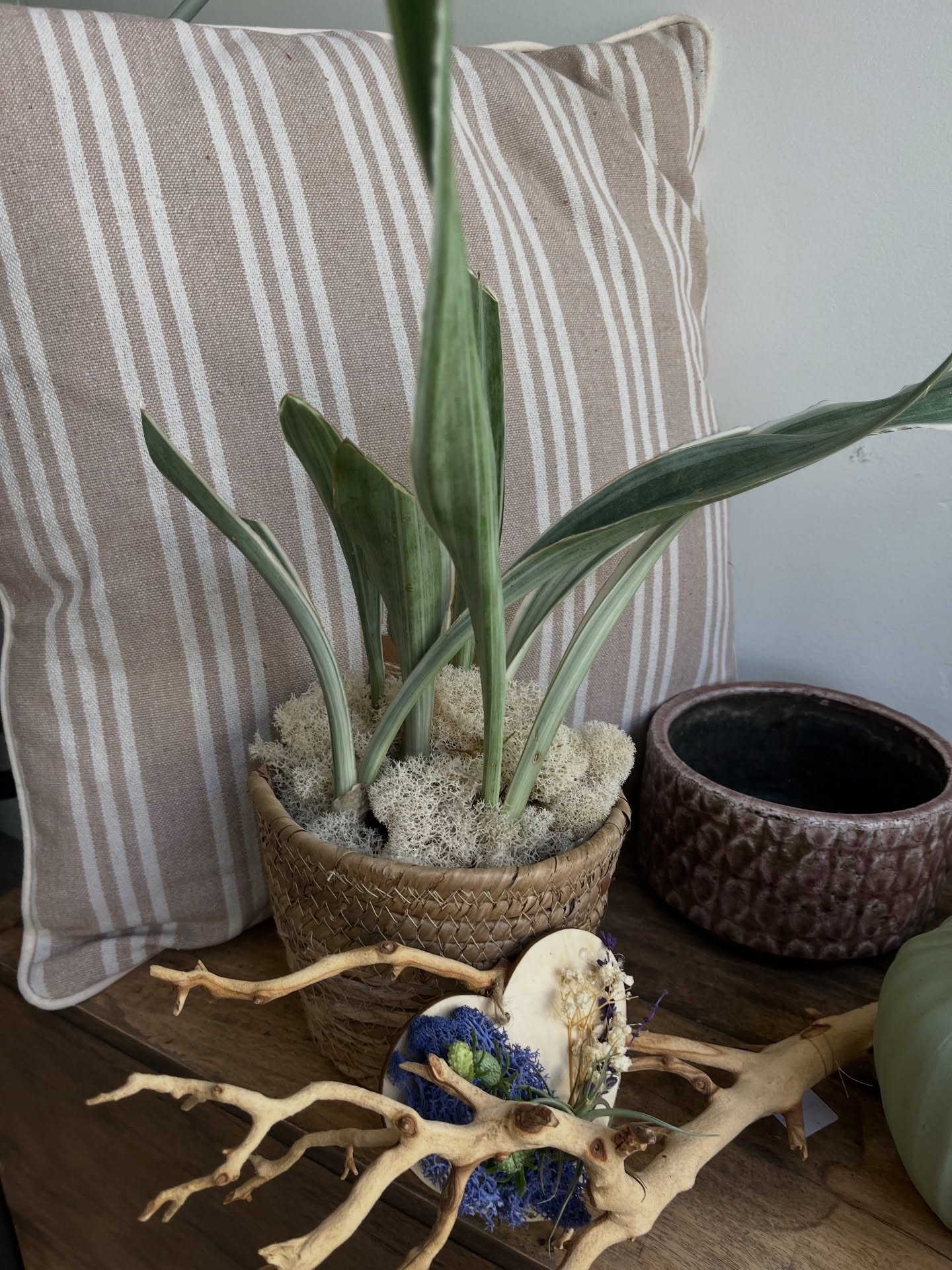 Mixing stripes with organic forms… a quiet kind of statement.
A sculptural sansevieria set in a vertical woven vessel brings height, movement, and intention to the space, while soft striped textiles create a subtle contrast that feels both timeless and elevated.
It’s the balance of natural textures and refined details that makes a space feel effortlessly styled.
Understated. Organic. Beautifully curated.
#Plantology #PlantStyling #OrganicModern #NeutralLiving #InteriorDetails