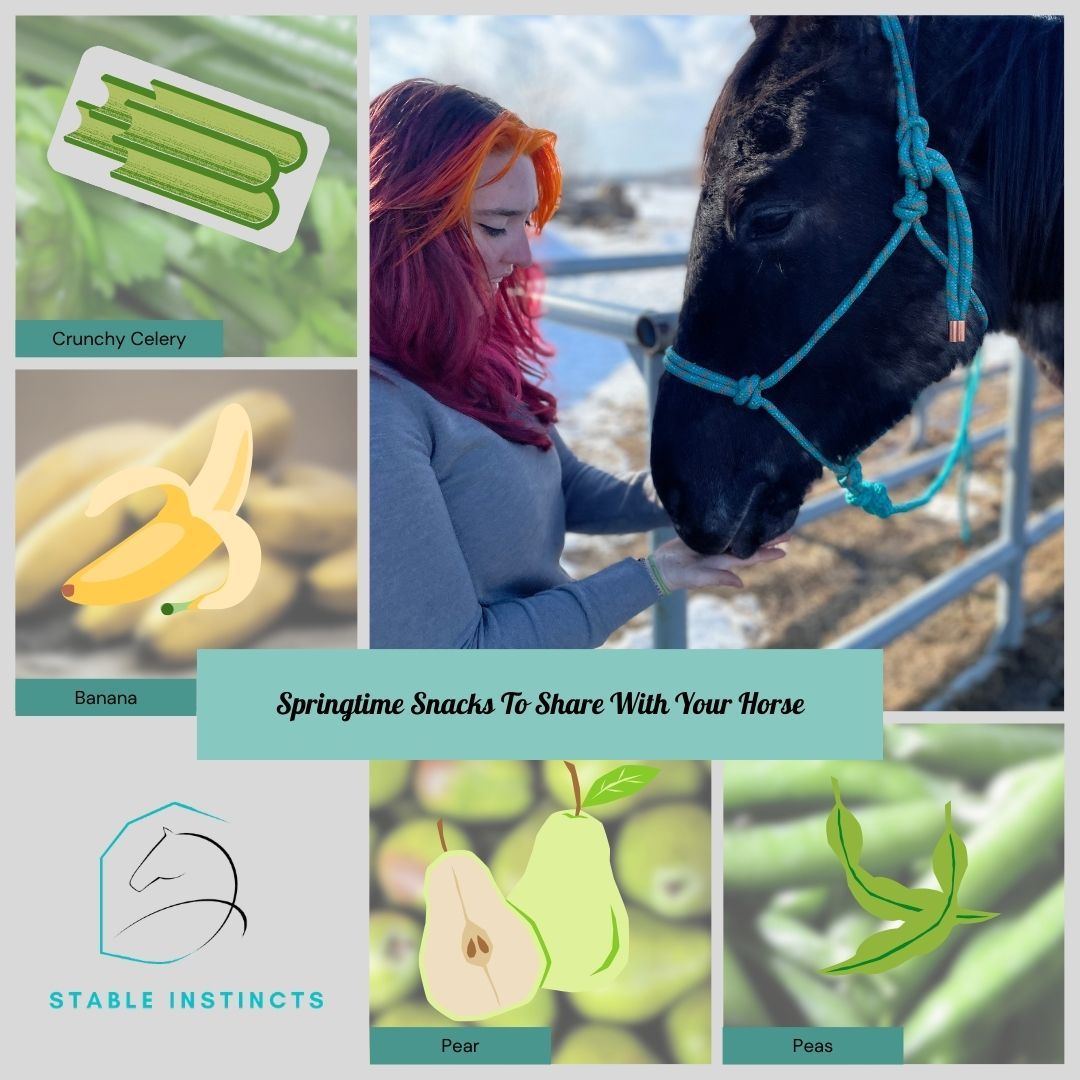 In honour of the first day of Spring, I thought I would share some fun snacks you can share with your horse! These are all snacks that would be considered in season.
🥬 Celery is hydrating, low calorie and a great source of fibre (Great for insulin sensitive horses)
🍌 Banana will satisfy your horses sweet tooth while being rich in potassium helping support muscle function
🍐 Pears are also a juicy sweet treat that’s a great source of antioxidants and vitamins. Just make sure to remove seeds before feeding, just like apples
🫛 Peas are high in fibre and protein packed making them a filling snack
Enjoy your snacking!!