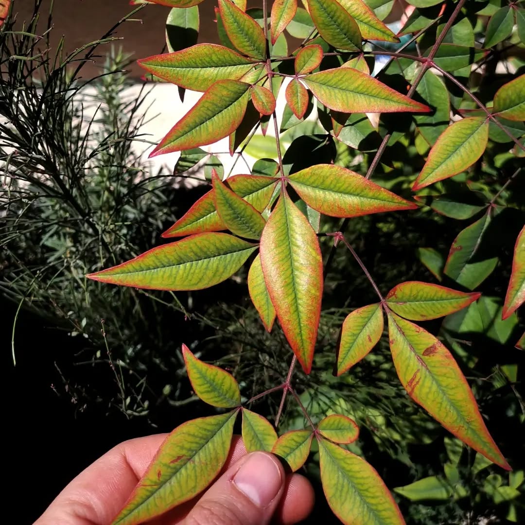 ¡¡Estos colores!! 😍
Agregamos tonalidades rojizas a la jardinera con los cambios de coloración del follaje de la nandina y con la floración de la luz de bengala... ¡¡Que ya trae botones!!!
Colaboración con @colectivomp2
Arquitectura:@bloqe.arquitectura
.
.
.
#landarch #arquitecturadepaisaje #jardin #jardineria