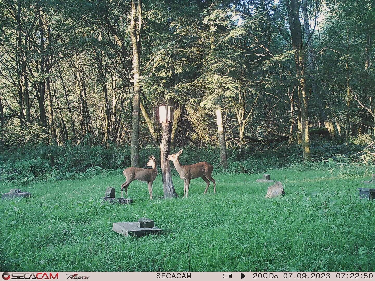 Hi zusammen und Waidmannsheil🍀
hier einmal wieder ein paar Eindrücke von den Kirrungen.
Ziel soll es sein, dass wir das Wild tagsüber aktiv halten und zu sehen bekommen. In einigen Revierteilen funktioniert das schon außerordentlich gut, in anderen wiederum noch nicht. Das wollen wir dieses Jagdjahr durch kleinere Veränderungen in der Bejagung verbessern. Positive Resonanz haben wir auch schon aus dem Ort bekommen, dass wieder wild tagsüber auf den Feldern gesehen wird und nicht erst nur im letzten Licht.
Habt alle noch einen guten Tag und für alle, die schon aktiv auf Rehwild jagen viel Waidmannsheil. 🐗🍀✌️🦌
#waidmannsheil #rotwild #rotwildjagd #jäger #jägerleben #natur #wild #schalenwild #jagdmomente #wildfleisch #waldrlpistleben #forest #waidmannsdank #huntinglife #love
#nature #natur #hunting #outside #jagderlebnisse #wildboar #revier #forestphotography #wald #jagd #passion #fotografie #jakt #jagdistleidenschaft