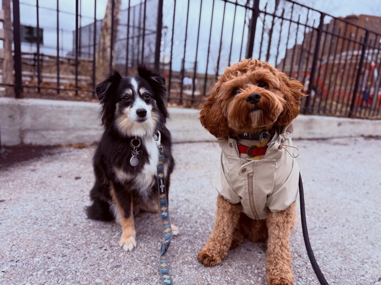 It’s always pawsome to see George & his cousin Dylan !
Two super handsome boys 🩵
#dogsofallboroughs #cavapoo #miniaussie #cousinsquad❤️ #dogsofnyc
