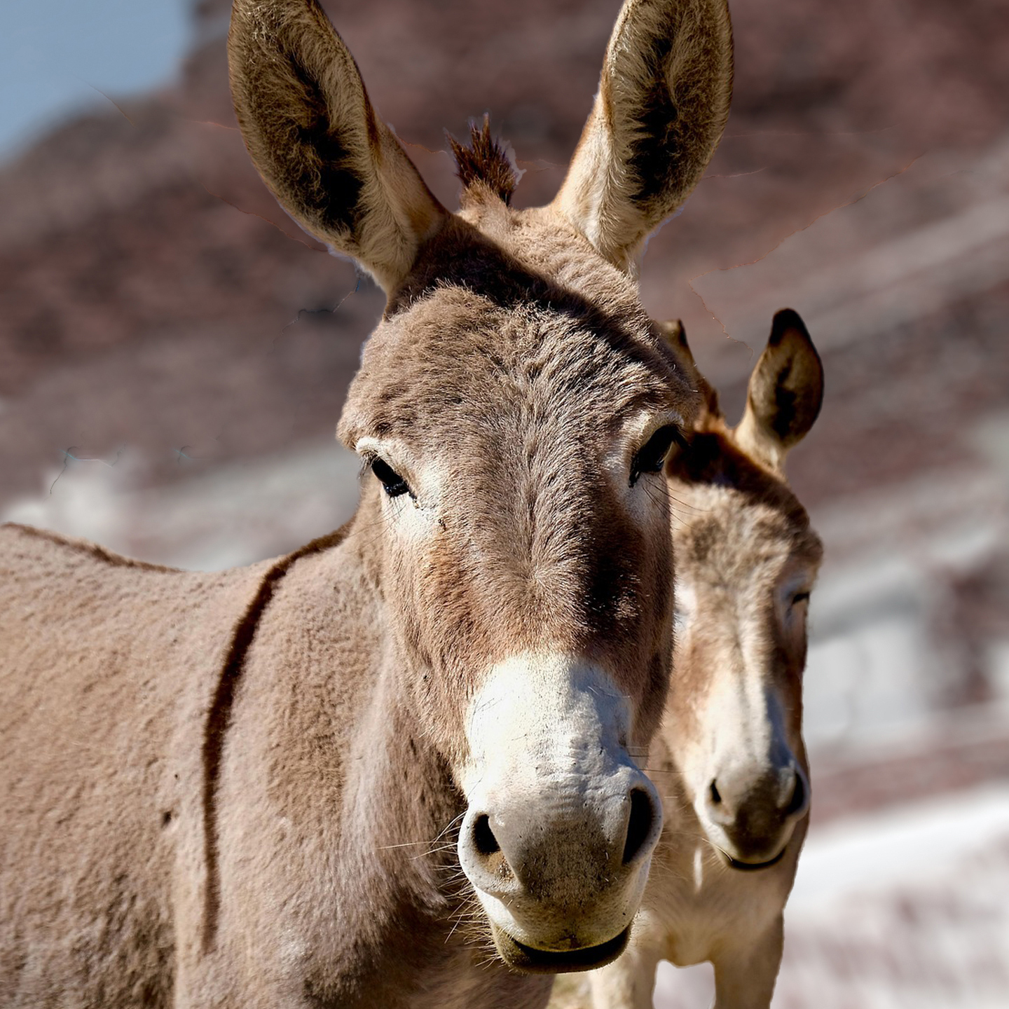 Kommenden Sonntag. Palmsonntag! Am 29. März 2026, 09.30, in der Kirche Kirchberg: "Die Weisheit des Esels!" Wieder einmal ein Gottesdienst zu zweit. Paul Hulliger (Sigrist) und Christian Adrian (Pfarrer). Wir leiten den Gottesdienst gemeinsam, bieten ein kleines Anspiel und führen ein Gespräch über den Glauben und den zwischenmenschlichen Umgang ... Im Anschluss gibt es die Möglichkeit, zum Predigtgespräch zu bleiben. Wir freuen uns und laden herzlich ein! #gottesdienst #kirchekirchberg #dialoggottesdienst #eselsweisheit #chumverby
