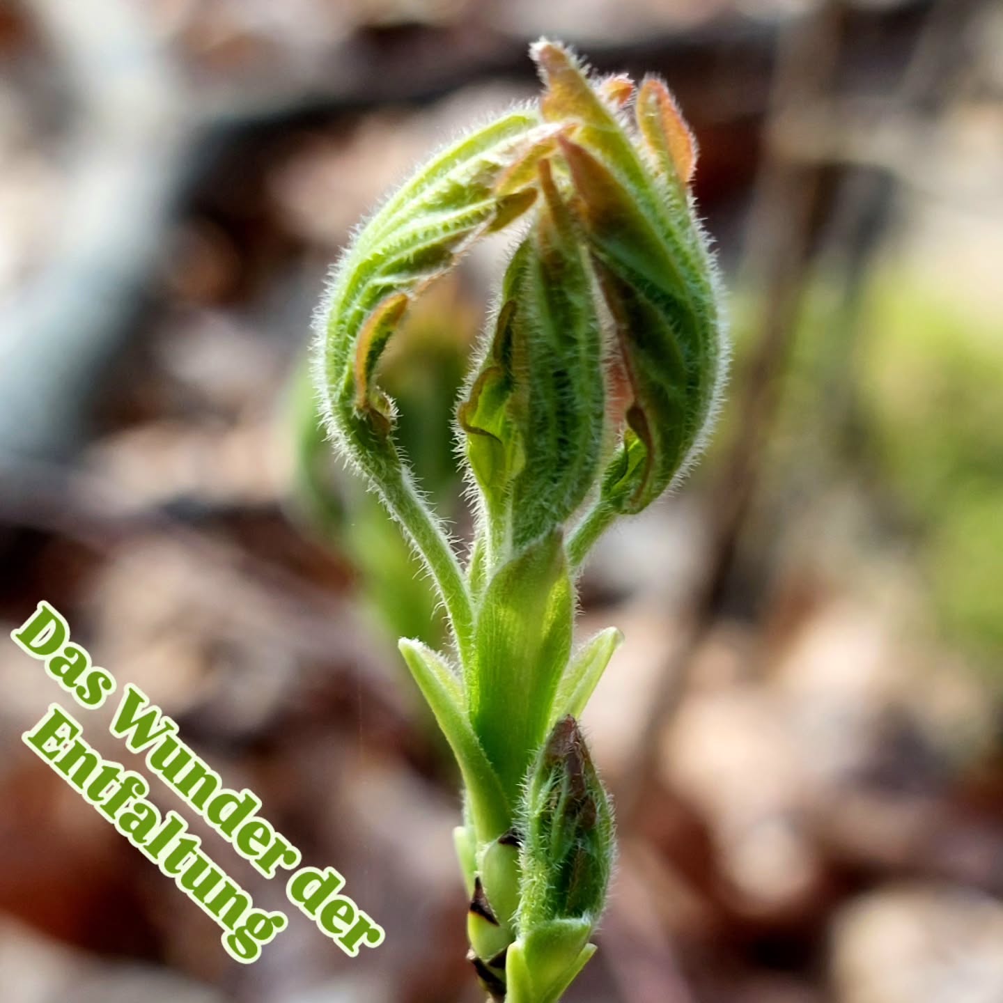 Jetzt wieder zu beobachten.....
So wunderhübsch und faszinierend.
Wie da aus einer kleinen Knospe ein Blatt schlüpft.
🥰🥰🥰🥰
Hast du dir das schon mal im Detail angeschaut....?
Das passt da alles rein... in die Knospe.
Und dann ... dann sind da diese kleinen Babyblätter...ganz zart und dünn.
Schon mal gesehen?
⚠️ Diese kleinen frisch geschlüpften Blätter eignen sich toll für ein Baumblattmemory.
Blätter kurz nach dem Entwickeln pflücken, paarweise trocknen und auf kleine Sperrholzplättchen kleben.
#wunderdernatur #verenas_pflanzentanz #pflanzentanzen #frühlingimgarten #pflanzendetail