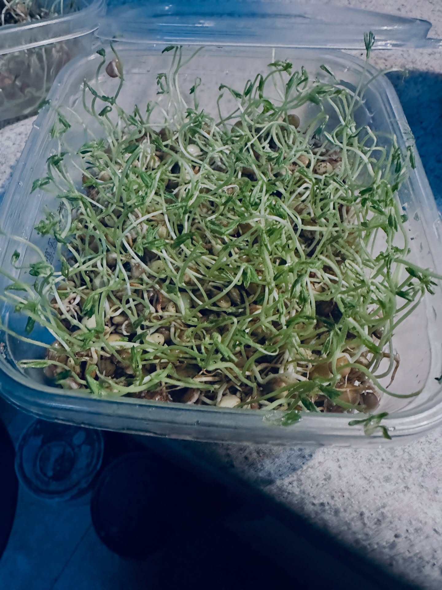 Today’s ear worm- it has been a repetitive one in the mornings- I say a little Prayer.
Do not ask me how I come up with them- it’s literally a sound track in my mind- sometimes it replays for days, sometimes it is mixed with others. The music will vary from things I am currently listening to- to sometimes nursery rhythms, or commercials or sound bits. It’s fun and strange at the same time!
Grew some sprouts! They don’t take long and are very nutritious! I used some dried lentils from my cabinet. Easy way to grow your own food- dm me any questions!
Jalapeño vegan cheddar sourdough. This loaf of bread was gone the same day! Not bad for a first try!
A few tattoos from the other day! Have a great day! 🫶
#tattoostyle #ladytattooers #tucsontattooartist #sourdough #sprouts