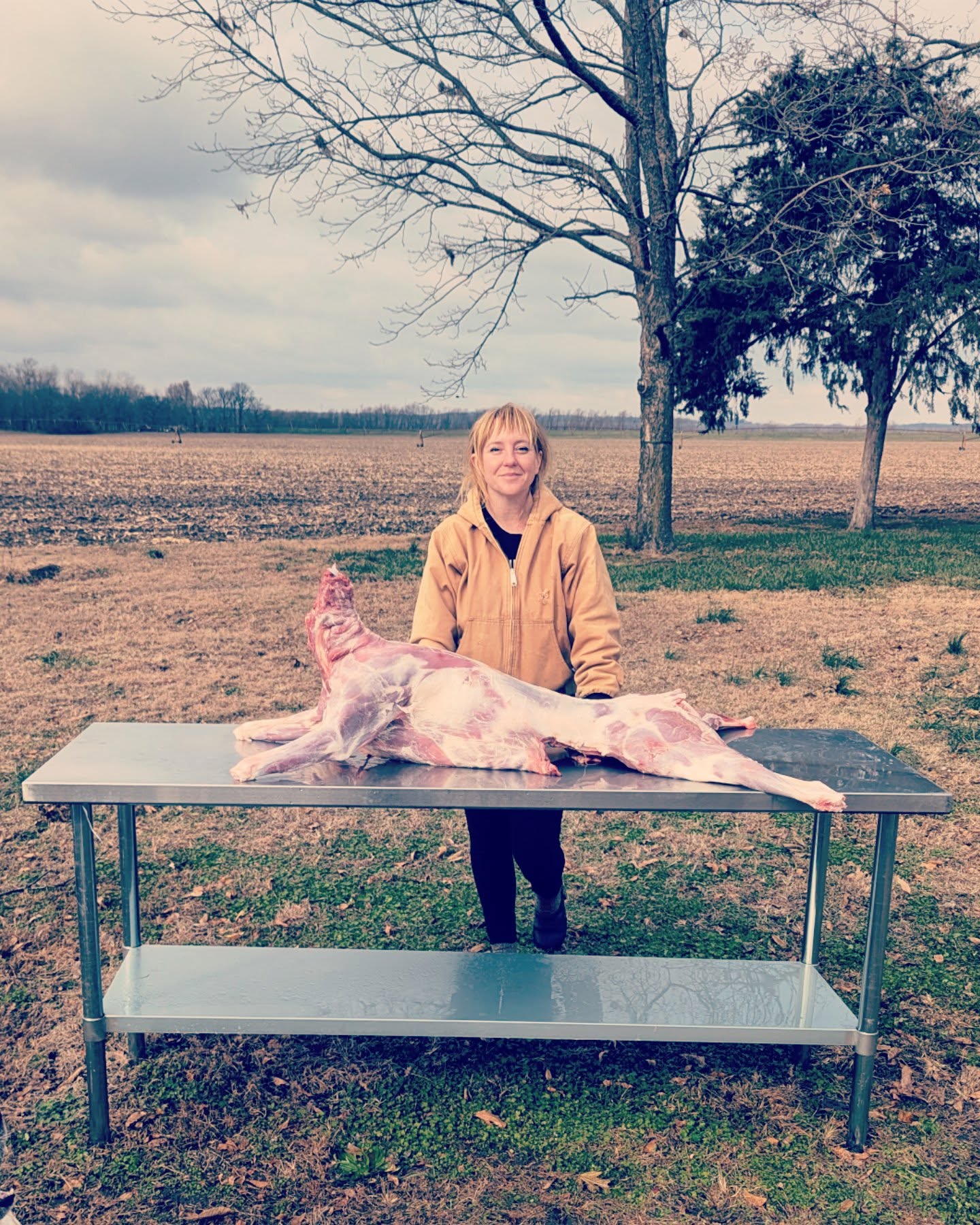 Learning to properly butcher venison has been a joy over the last few years. Having wild-raised, humanely harvested meat available all year long is such a luxury! I know so many people who want to source their food ethically and I'd encourage everyone to think about whether or not hunting may be a good option to accomplish this.
Hunting is a big part of conservation efforts to ensure the carrying capacity of the land isn't overwhelmed. By reducing deer populations, especially in agriculture-heavy areas like the Mississippi River Valley, hunters help to keep the ecosystem in balance for all.
Eating venison instead of beef also reduces your carbon footprint and eschews an industry where animals are subject to lives of fear and pain and in which human workers are often underpaid and underprotected.
Plus it tastes great and is very lean. I butcher the whole animal and take the time to separate out all of the roasts, steaks, tenderloins, shanks, etc and really very little goes to the grind pile. No jerky or sausage here! Taking extra time to trim everything down in order to remove any gamey-ness almost doubles my processing time but it's worth it to convert folks who thought they didn't like venison into true believers!
Note- a friend gave us these two does. I'm still trying to harvest my first deer, this year with a crossbow. It's a learning process and that's ok!