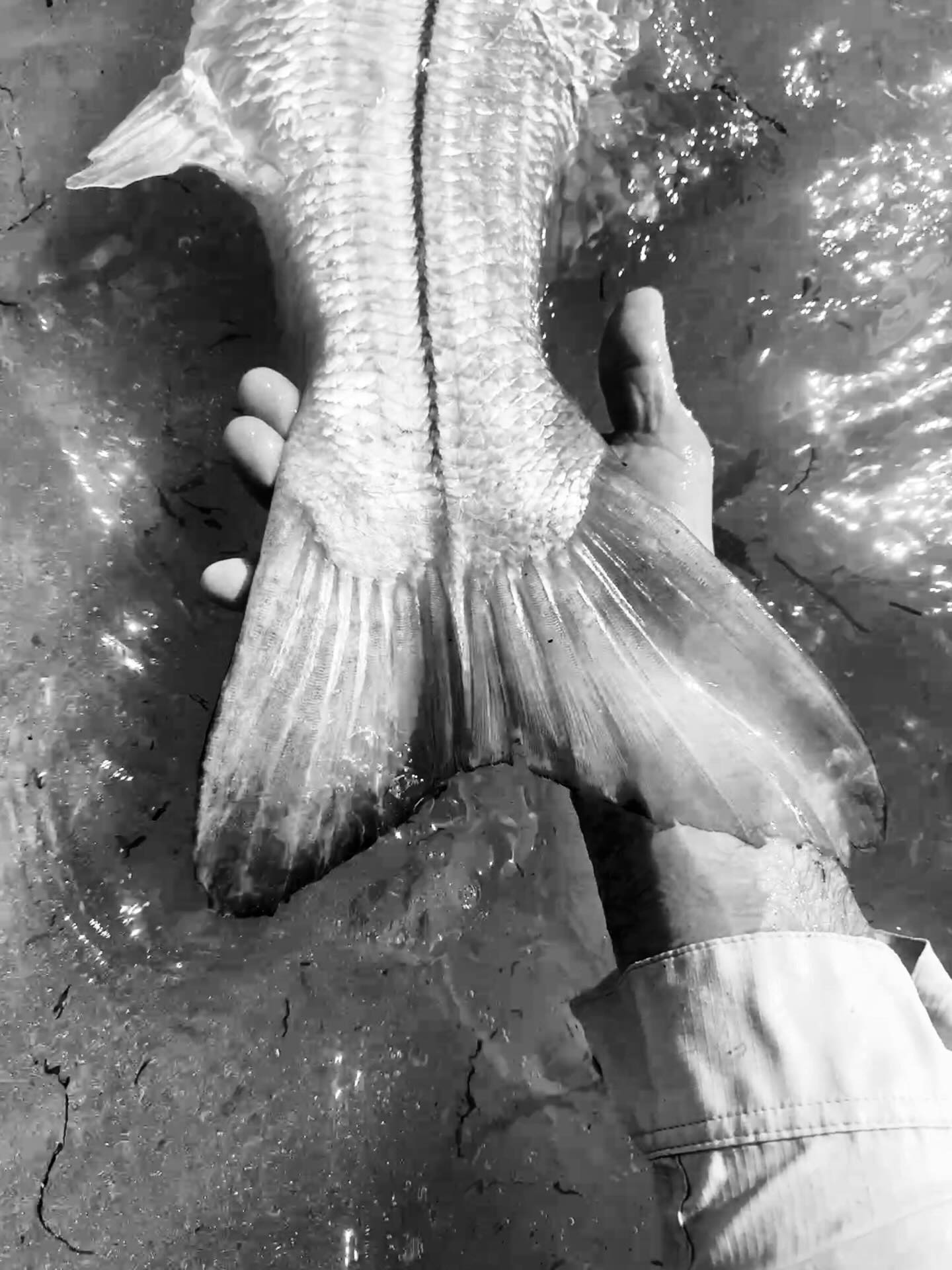 - Il était une fois - La rencontre d’un Snook d’Exception…
Alors que la journée s’avérait compliquée à cause d’un très fort vent et que nous avions choisi de pêcher du bord sur une côte exposée… Je décide de prospecter une dernière baie avant de sonner la fin de la journée.
La baie est peu profonde et l’eau bien brassée, mais l’instinct nous pousse à nous appliquer.
Tout à coup, je prends une touche puissante et s’en suit immédiatement un très gros rush impossible à stopper. Je pense à un gros Tarpon mais le poisson ne saute pas. Il part en direction d’une pointe rocheuse où je ne peux pas le suivre… Je sens la ligne frotter sur les rochers, je le pense perdu… Je mets une grosse pression sur le blank de la canne en espérant le faire tourner. Il décide finalement de faire demi tour et revenir vers nous. Ils’est bien fatigué sur ce premier long rush.
Encore quelques minutes de combat avant de le voir enfin tourner surface, un magnifique Snook !
Poisson mythique des Caraïbes ! 🥹🙏
#snookfishing #saltwaterfishing #carribeanfishing #inshorefishing #adventurefishing