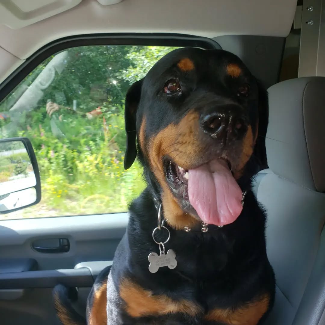 My Ride or Die B*tch @reiwa.rottweiler . Workflow!
#gasfitter #plumbing #plumbing #rottweiler