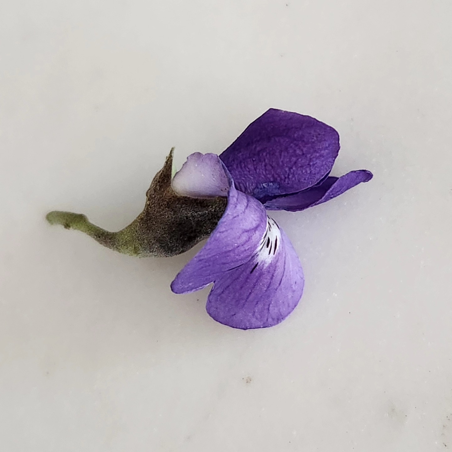 Making flower essences has been one of the most powerful ways I've found to connect with the miraculous beauty of Nature.
This tree thrives in harsh conditions—rocky soils, drought, and intense heat—yet it produces stunning, fragrant blooms year after year. Emotionally, it symbolizes inner strength, perseverance, and the ability to flourish despite challenges. Its intoxicating scent can offer a sense of reassurance and confidence, reminding us that beauty and joy can emerge even in the toughest circumstances.
Right now, in Arizona, the Texas Mountain Laurel trees are full of gorgeous blooms of flowers teaming with busy bees. I'm so excited to blend this flower essence into my skin care products and share them with you!
#cleanbeauty #organicskincare #NatureHeals #mentalhealth #FlowerEssences #handmade #seasonal #Scottsdale