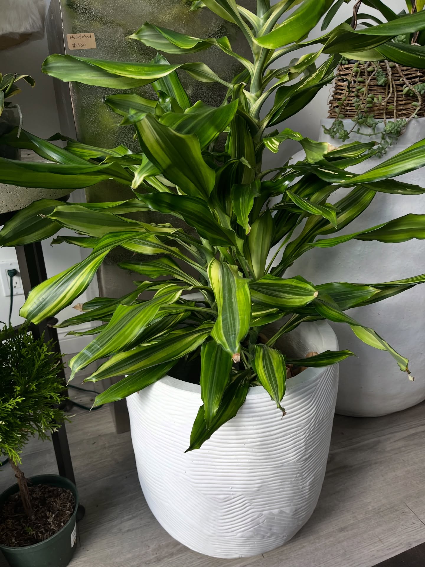 ✨ April Plant & Orchid Sale is here ✨
Enjoy special pricing all month long, with select larger statement pieces up to 50% off.
Now is the perfect moment to elevate your home with something living, something intentional, something unforgettable.
Visit us in-store and discover your next favorite piece.
#Plantology #RanchoSantaFe #LuxuryLiving #InteriorStyling #PlantDesign