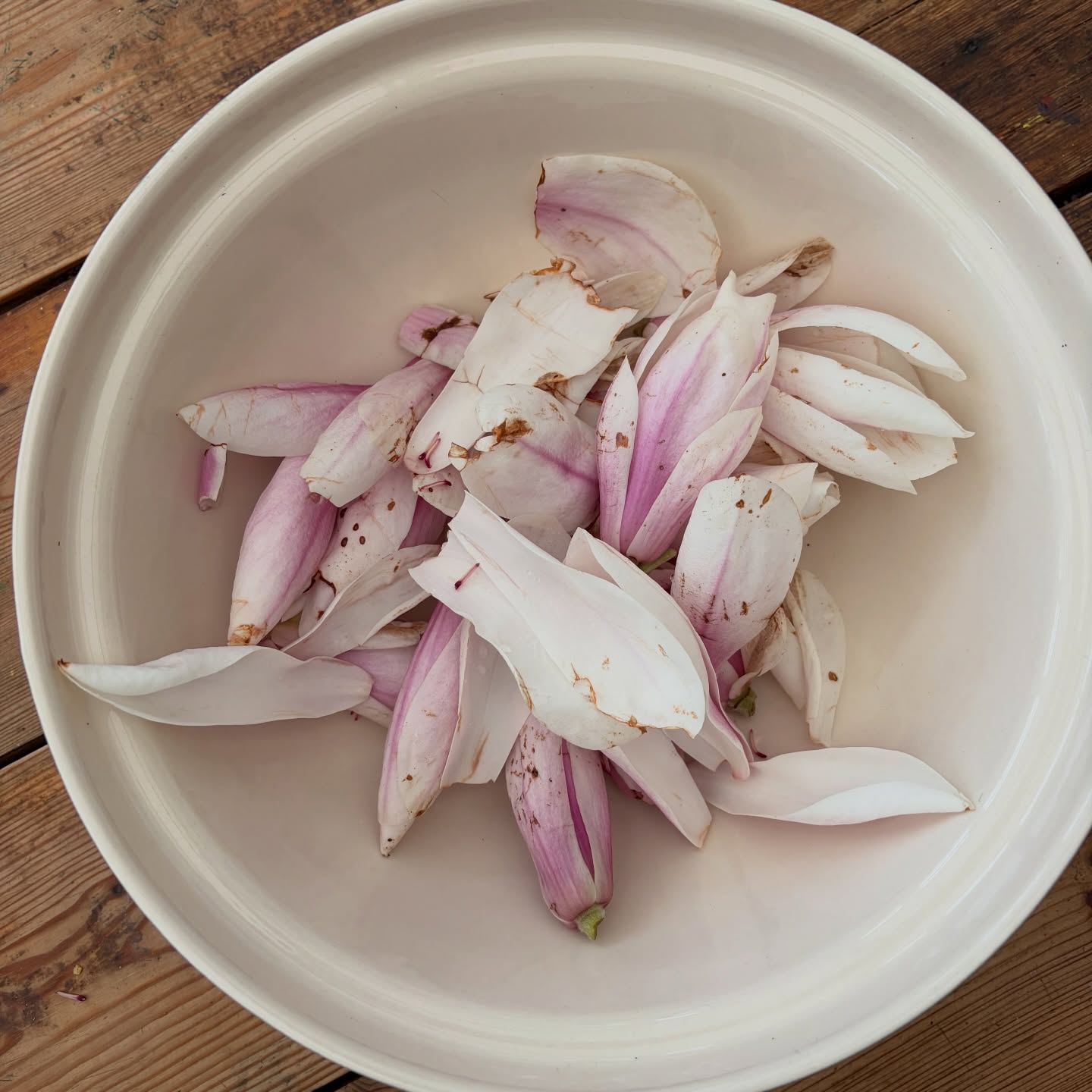 Magnolia petals…. I always hoped for a magnolia tree in my garden. I have memories as a primary school kid watching the magnolia blossom in the playground, and collecting the leaves for our games. There was a fascination with the thick petals that could be peeled away to create translucent tracing paper, perfect for scratching messages onto with a twig. The love affair has continued, and we finally have a magnolia in our new garden!
Rather less romantically, my boys also have appreciated the tree, and have been using the flowers for cricket bowling practice. And so once again I have been foraging around collecting the petals, but this time to make a magnolia and ginger syrup for this weekend’s cake. A spicy, warm scent with floral undertones, it’s going to go brilliantly with a light vanilla almond cake with roasted rhubarb… or maybe apricot… I need to get to the greengrocer tomorrow!
#edibleflowers #floralcake #dealkent #dealkentuk #bespokecakes
