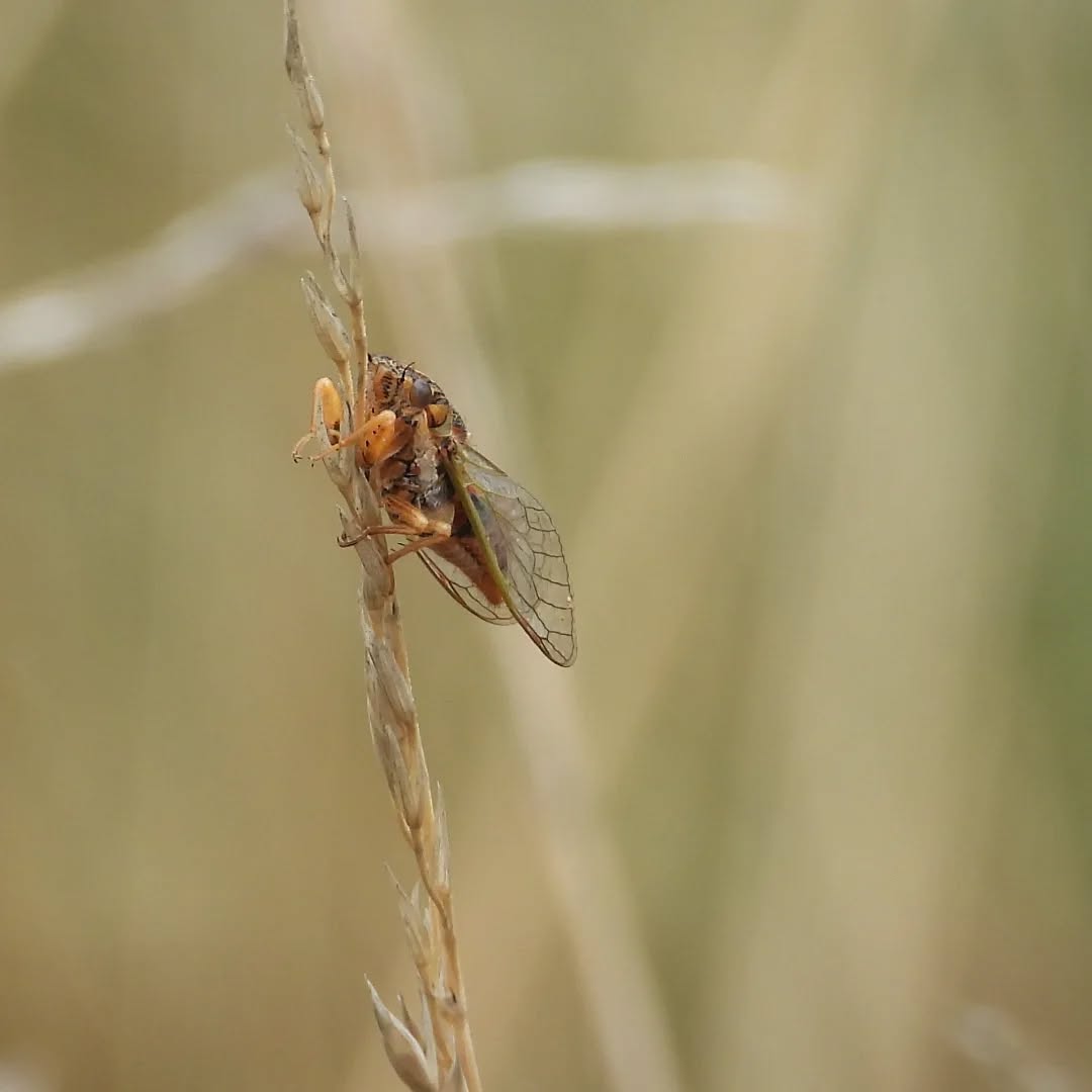 Our other little Cicada species are around now, dominance by the chorus cicada has slowed and many more of these smaller ones are buzzing through the undergrowth.
#karameacicada #cicada