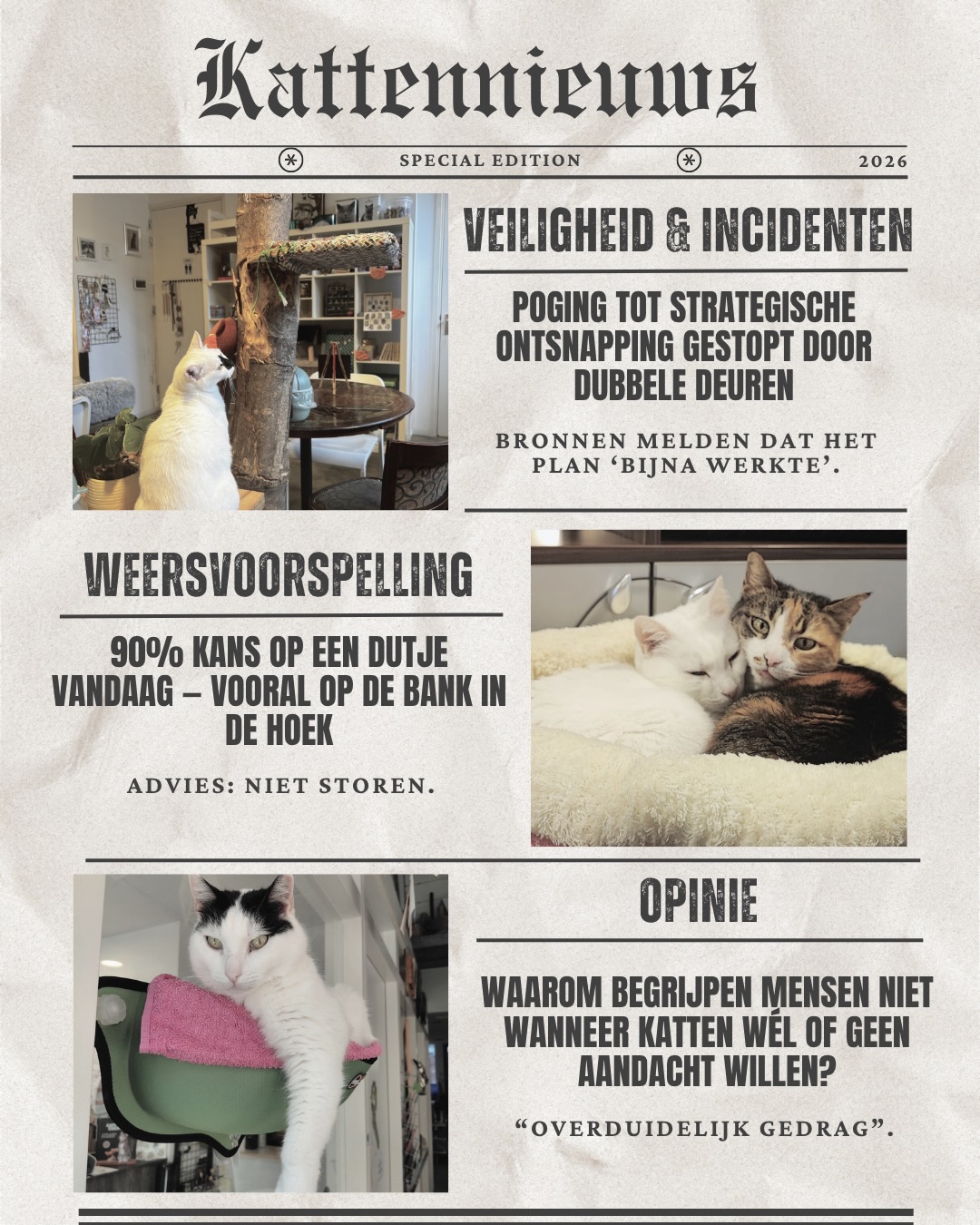De Kattenkrant brengt het laatste nieuws rechtstreeks uit het kattencafé. Van slagroom-schandalen tot dutjes-voorspellingen het leven met katten verveelt nooit. 🐾📰