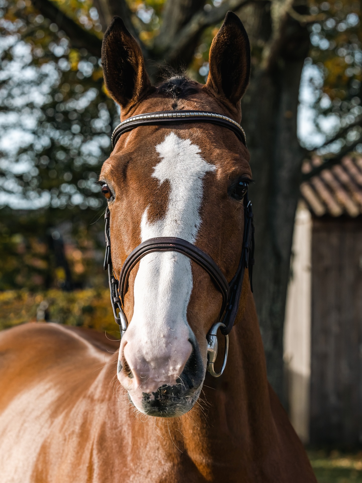 ✈️ 🇺🇸 Time to wish a big congratulations to the new owners of Tissy, Ranora and Kasan!
These three are USA bound this week and we cannot wait to see what they do stateside ⭐️ A few more future ESHI Winners are available in the barn, send a message.