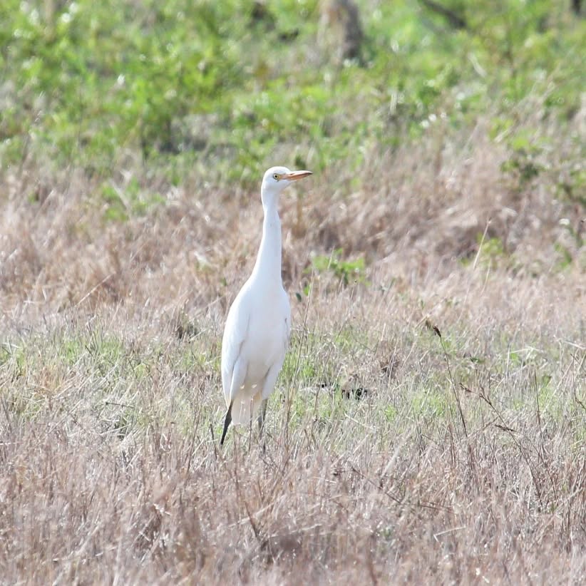 A cattle egret at Livadi Marsh.
#islandwildlife #kefaloniawildlife #greekwildlife #guidedwildlifewalks #birdlovers