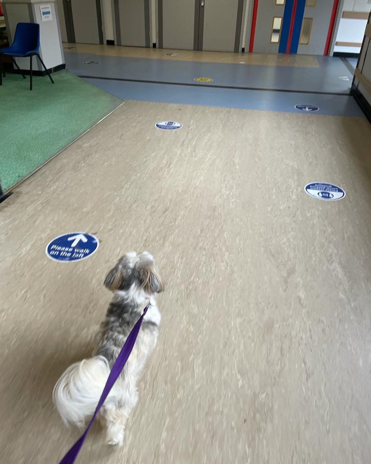 I’m so pleased and impressed with this little girl today. As some of you know my mum has been in hospital. Today I took her little dog in to see her as a surprise. She took everything in her stride and really did make mum’s day x