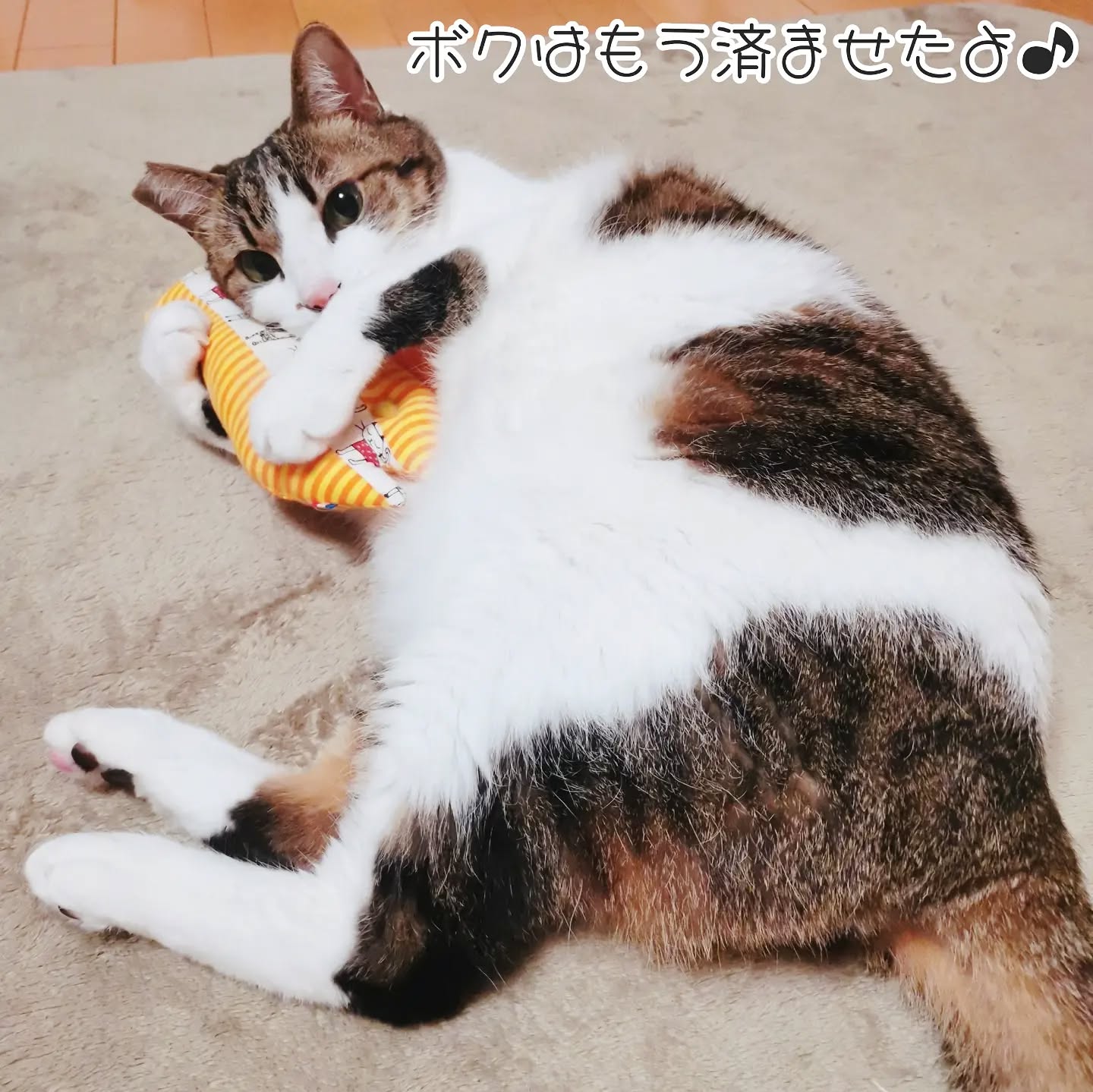 【マイクロチップ情報の登録について】
「動物愛護管理法」の一部改正に伴い、
今まで民間団体に登録されていた個体情報を
新しく始まる環境省のデータベースにも登録出来るようになります♪
.
民間登録団体に登録済みのデータは自動的に移行されませんので別途手続きが必要です。
.
登録手続きは↓から出来ます🐈
https://www.aipo.jp/transfer/
5月31日までに手続きをすれば登録料が無料ですって😸
.
迷子、災害などで生き別れになってしまった時にマイクロチップ情報は最後の命綱になります。
命綱は1本より2本の方が安心✨
.
既存の民間登録にプラスアルファとして
環境省のデータベースへの登録もご検討くださいませ~😸
.
.
#キャットシッター#ペットシッター #猫専門ペットシッター #にゃんすたぐらむ #ねこすたぐらむ #留守番猫 #中野区 #新宿区 #渋谷区 #ねこ#猫#cat #catsitter #猫のお留守番サポート#猫のお世話 #ねこのしもべ #マイクロチップ #環境省マイクロチップ