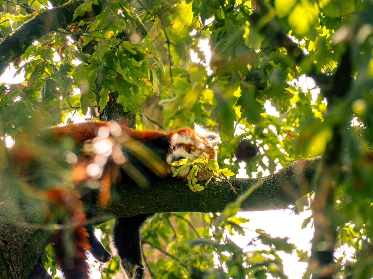 Chester Zoo spam part 3
Some more of our faves, the tigers are always so elusive but I managed to see one up close this time ๐ฅน
Taken using Olympus OMD EM-10 Mark II with Olympus Zuiko 40-150mm lens
#naturephotography #wildlifephotography #zoophotography #chesterzoophotography #olympusphotographers