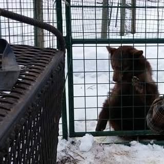 Happy gotcha day to Sundance and Shy-Anne! We are so thankful to have had you both these last 7 years! You bring us and all who see you so much laughter and joy! Cheers to so many more years with two of the most amazing Black Bears! #rmwpark #blackbear #sundancetheblackbear #shyannetheblackbear #ursusamericanus #gotchaday