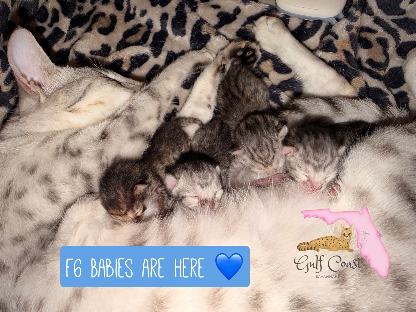 Karma babies are finally here 💙 #newbabies #babiesbeingbabies #cutebabies #kittenoftheday #kittensofig