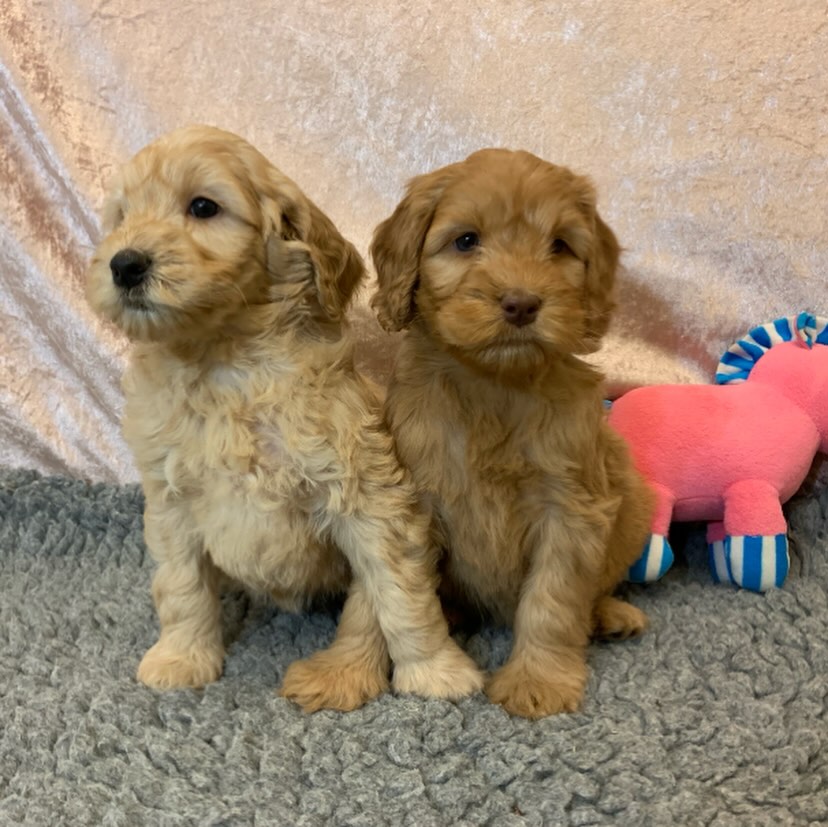 Denne helgen er det de nydelige valpene til Demi og Ruben som får skinne litt ekstra på åpent hus! 🐶🐾
Vi har 2 herlige jenter 🩷 og 1 sjarmerende gutt 🩵
Valpene er født 03.02.26 og er fulle av liv, nysgjerrighet og kosetrang 🥰🐶
Per nå har vi dessverre ingen valper på utkikk etter hjem, men vi venter nye kull som vil være klare for nye hjem fra mai, juni og utover.
Mer informasjon om fremtidige kull finner dere på hjemmesiden vår cobberdog.no under fanen valpekull – ventede kull.
Åpent hus er en viktig og fin del av sosialiseringen for valpene når de er gamle nok, og samtidig en hyggelig anledning for dere til å bli bedre kjent med oss. Her kan dere hilse på noen av hundene våre, stille spørsmål og selvfølgelig kose så mye dere vil 🥰
(og ja – de sier nesten aldri nei takk til litt ekstra kos 🐶💕)
Vi gleder oss til å se dere!
#australiancobberdog #cobberdogpuppy #cobberdogsofinstagram