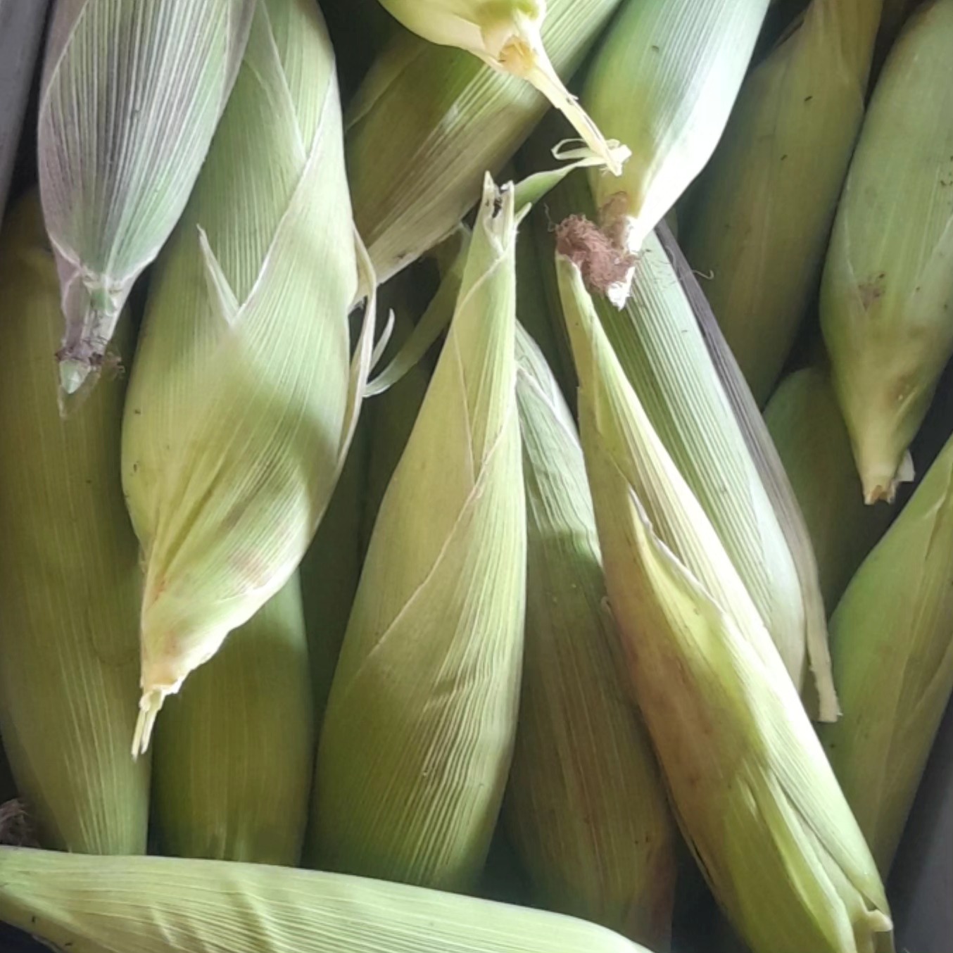 🌱 **Día de Campo en Las Ardillas, Rocafuerte** 🌽
El 22 de agosto continuamos con nuestro programa de Días de Campo en la comunidad de Las Ardillas, Rocafuerte, como parte del proyecto "Desarrollo de tecnologías agroecológicas mediante la producción de biofertilizantes en Manabí", con el apoyo de INIAP y FAO EC.
🔍 **Resultados destacados:** Analizamos el impacto de los bioinsumos Biol Super 5 y microorganismos, elaborados en la biofábrica de UPOCAM en El Cerrito, Rocafuerte. Observamos cómo la lámina de riego, la inclinación del terreno y las plantaciones circundantes influyen en el desarrollo del maíz. Los resultados confirmaron la efectividad de estos bioinsumos en la producción de choclo comercial. 🌽✨
👥 **Agradecimientos:** Gracias a los campesinos de Resbalón y El Cerrito, y a representantes de UPOCAM, Asociación Tierra de las Frutas, La Troja Manaba, técnicos de INIAP y FAO EC por hacer de este Día de Campo un éxito. 🤝
🌾 **En camino hacia un futuro más digno:** Este es el segundo Día de Campo de nuestro programa, ¡y seguimos adelante con más acciones hacia la transición ecológica en Manabí! 💪🌍
#Agroecología #Bioinsumos #SoberaníaAlimentaria #Manabí #DíaDeCampo #MaízEcológico #InnovaciónAgrícola #TransiciónEcológica