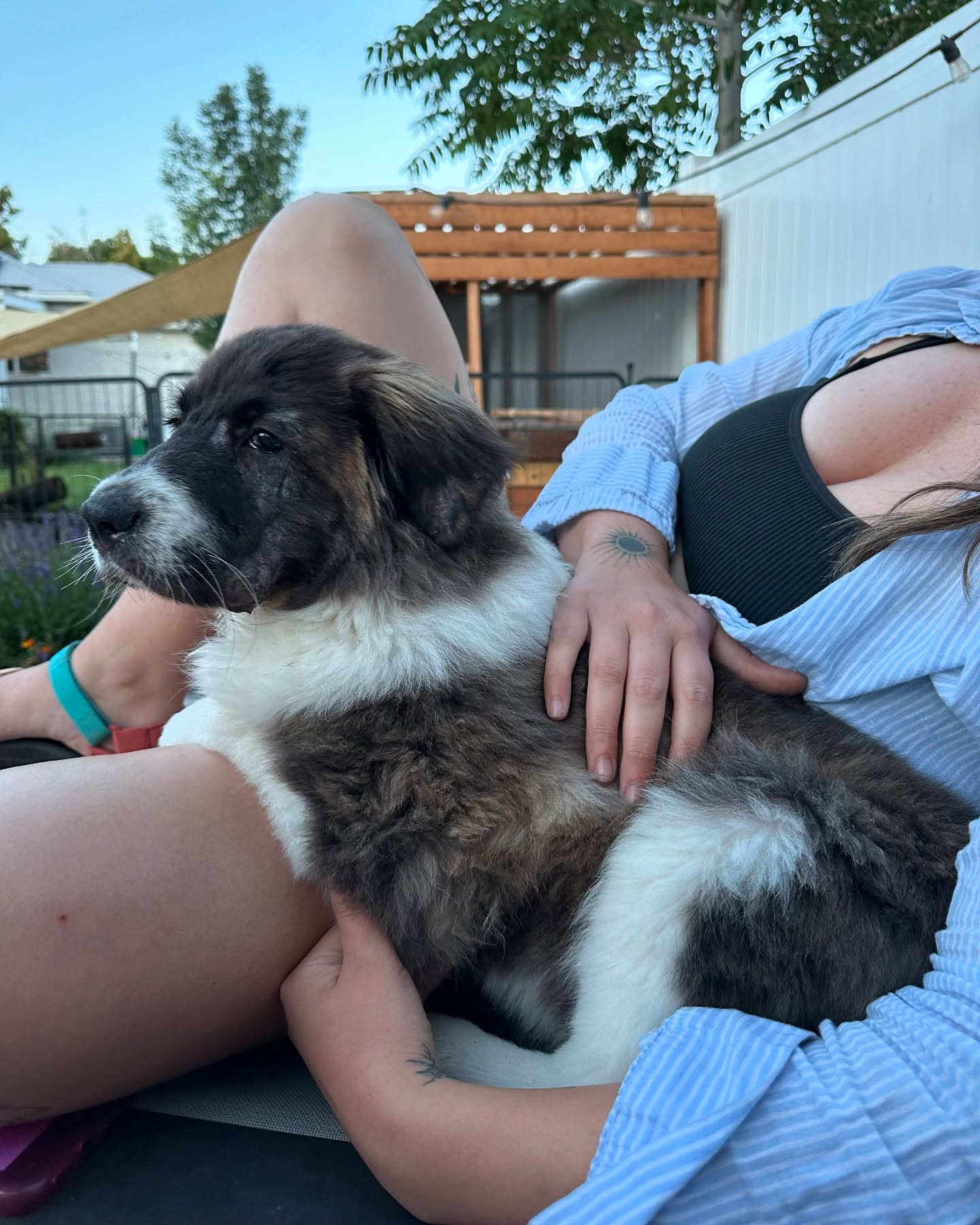 After four months we have a final diagnosis for our Red Canyon (see last slide). It’s worse than the vet thought as it affects her skin AND muscles, an autoimmune disease that we will monitor for the rest of her life.
The rescue we got her from thanked us for not giving her back and we were floored bc SHE IS OUR PERFECT BABY WE WILL PROTECT HER TO THE ENDS OF THE EARTH. Anyway. We are just glad we can get her on the right track for healing and maintenance. So lucky this girl landed with us bc she is truly the best and brings us joy daily.