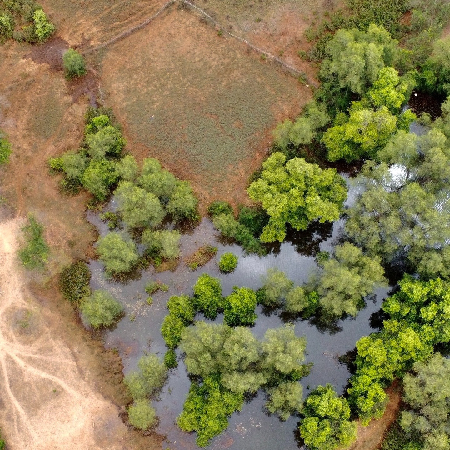 Some years ago, @econicheconservation visited Raigad, where coastal communities were facing salinisation, erosion, and declining agricultural productivity. With @farmersforforests and @techforwildlife, we used data and storytelling to support people in making decisions about mangrove restoration on their own land.
However, the work exposed a deeper challenge: stewardship can falter when the institutional context makes restoration risky. In this case, a Bombay High Court ruling placed mangroves on private lands under the jurisdiction of the Maharashtra Forest Department and Mangrove Cell, making some landowners hesitant to restore them for fear of losing control over their land.
@dsouzanish spoke about this at the India Forum for Nature-based Solutions Summit in Delhi, in a session on “Nature-based Solutions for Coastal Resilience – Urban Communities as Active Guardians,” (organised by @wri_india and @wwfindia) which explored how coastal NbS can move from pilots to durable practice.
We find that often people do not need to be convinced to care; they need systems that make caring viable. In this case, the science was there. Community support was there. But the governance pathway made stewardship feel like a liability.
What's missing is an institutional bridge that makes Nature-based Solutions (NbS) governable: clarity on ownership, decision-making rights, roles and accountability, just like any other form of infrastructure.
Alongside this, we also need to be more honest about the state of the field. NbS is one of the most powerful ideas in conservation policy right now, but also one of the most misused. You probably recognise the pattern: wrong species, wrong landscape context and wrong ecological logic, but the right terminology, so projects are still approved, funded, and celebrated. The NbS label is moving much faster than the science, governance, and management systems needed to support it!
PC: @techforwildlife and @wri_india
#NbS4India #NaturebasedSolutions #NbS #conservation #nature #environment #community #stewardship #mangrove #india #change #inspire