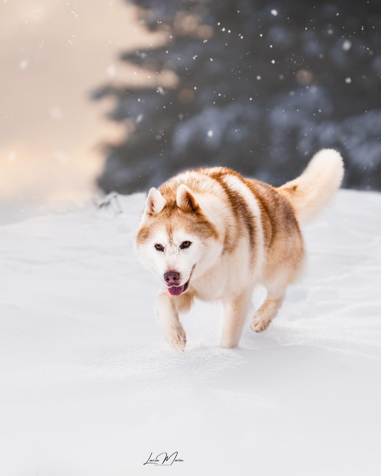 Sé que os prometí la foto de Haku para hoy (una un poco diferente) pero he querido intentar cuadrar el feed al máximo y he decidido intercalar con foto de nieve😅❄️
Así que, por desgracia, vais a tener que esperar al próximo post, aunque intentaré no haceros esperar mucho🤣
De mientras, os dejo con este fotón que salió de Fox🐺🤍✨
#huskydog #siberianhusky #perrosespaña #fotografiacanina #dogphotographer #sonyalphaespaña #fotografodeperros #huskyespaña #huskycatalunya
