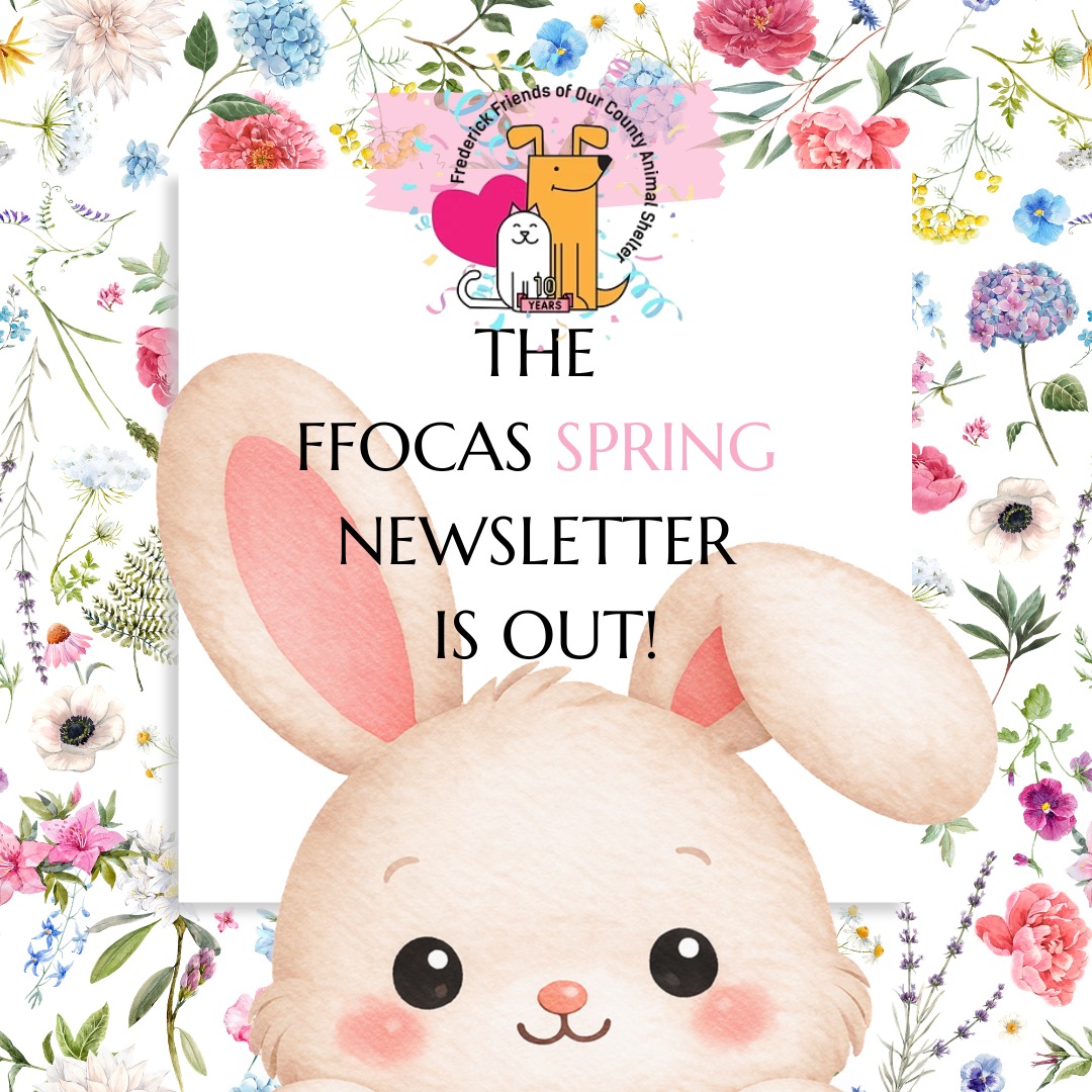 Happy Spring all you pet lovers! Check out our Spring Newsletter! Thank you for your support!
https://www.ffocas.org/news-and-events
#petpeople #news #readallaboutit #ffocasnews #springnewsletter #newsletter #springforward #homelesspets #petsarefamily #frederickpets #frederickmdpets #shelterpets #fosterpets @fredcoanimalshelter