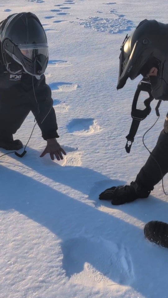 First polar bear tracks🤍🐻❄️